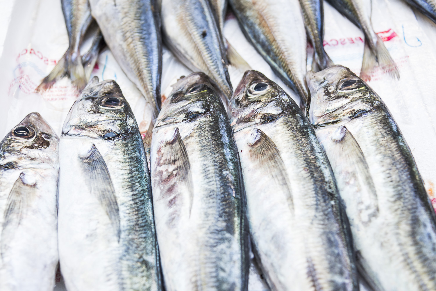 Fresh sardines for sale.jpg