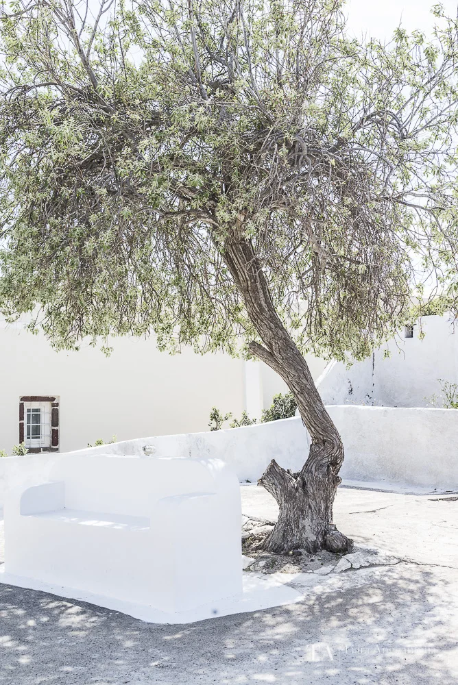 A white bench under a tree.