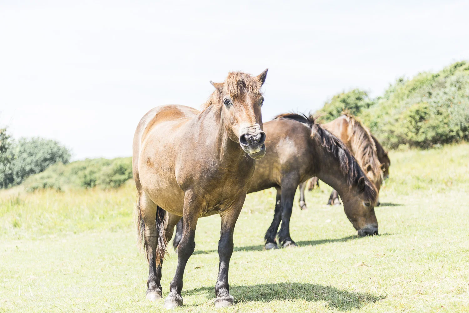 Horses grazing on the white cliffs of Dover.