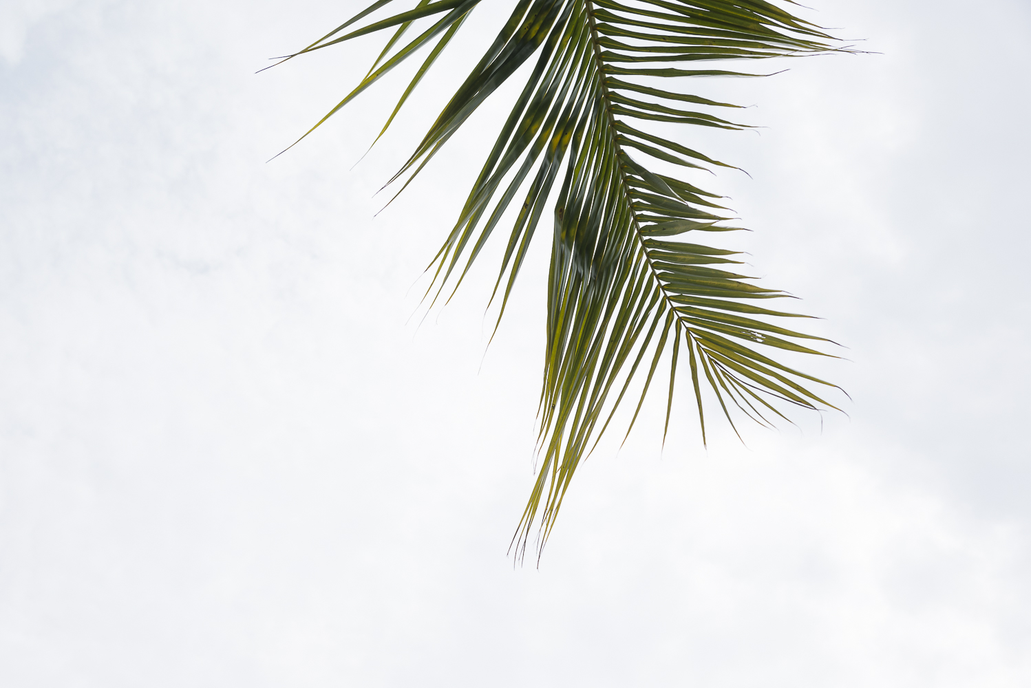 A single palm tree.jpg