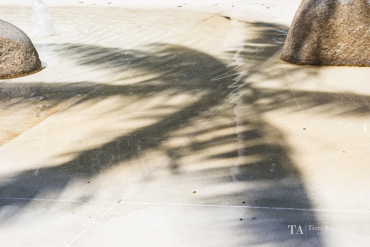 The shadow of a palm tree.