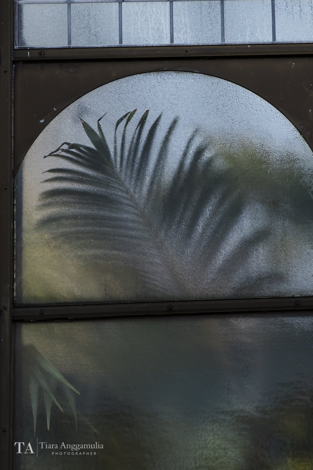 Glasgow Botanic Gardens Part 2