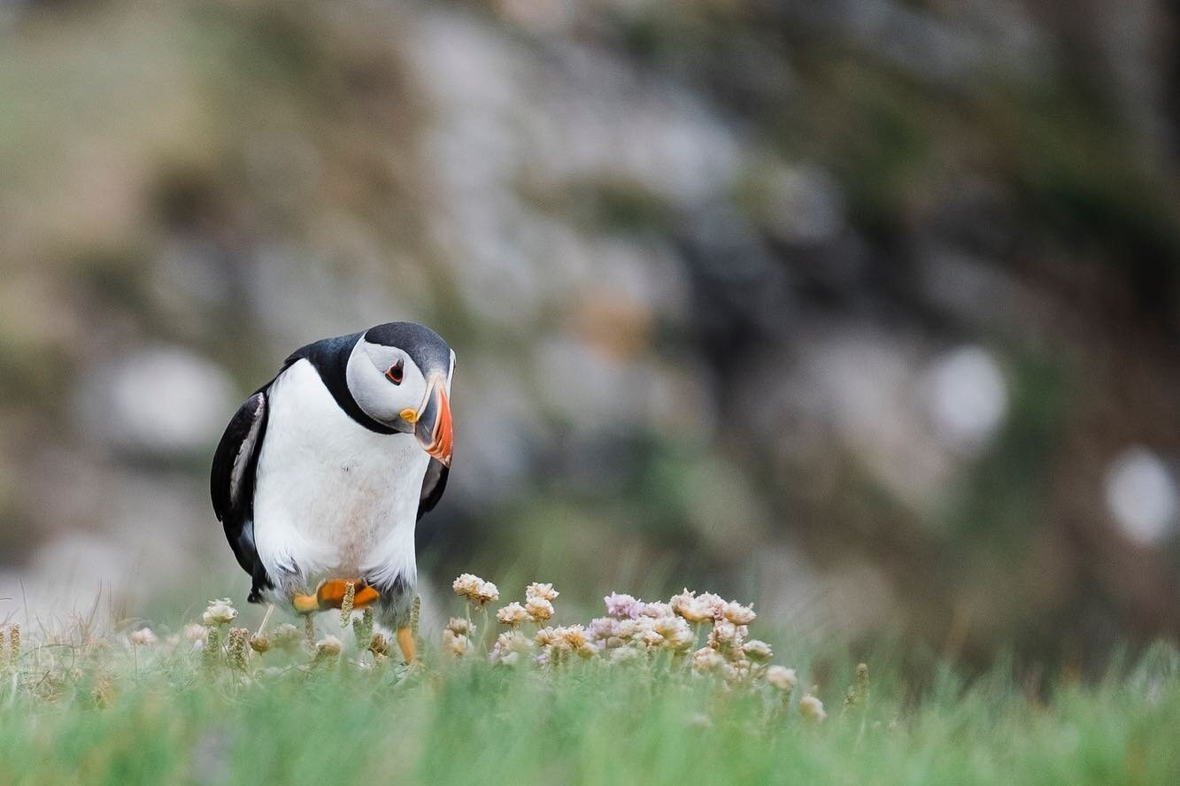 I am reminiscing to the time I spent last summer with these social seabirds. &thinsp;
&thinsp;
Clowns of the sea, sea parrots - these are just some of the names given to these Atlantic puffins. Each summer these birds migrate on shore to breed and la