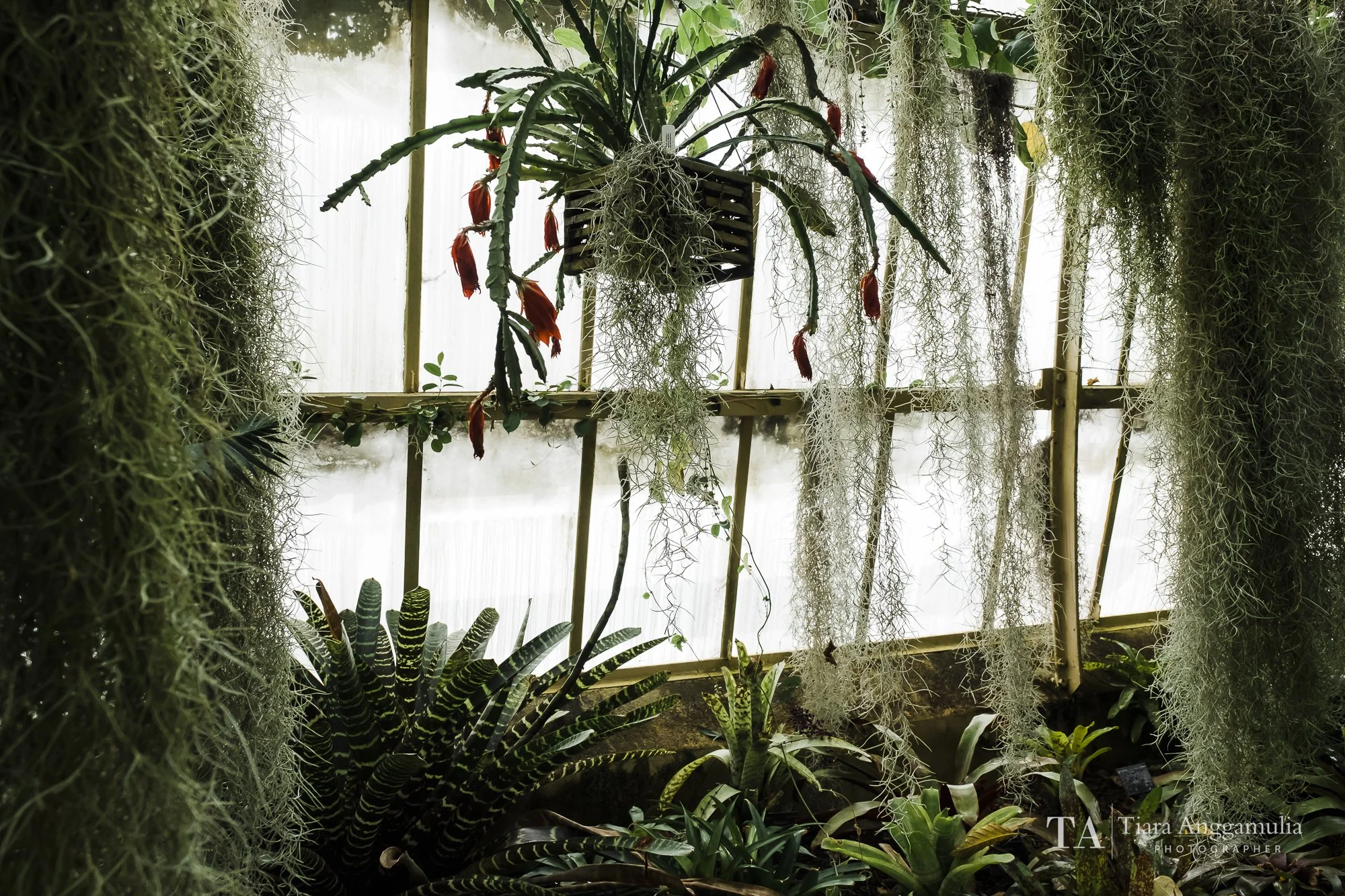 Christchurch Botanic Gardens