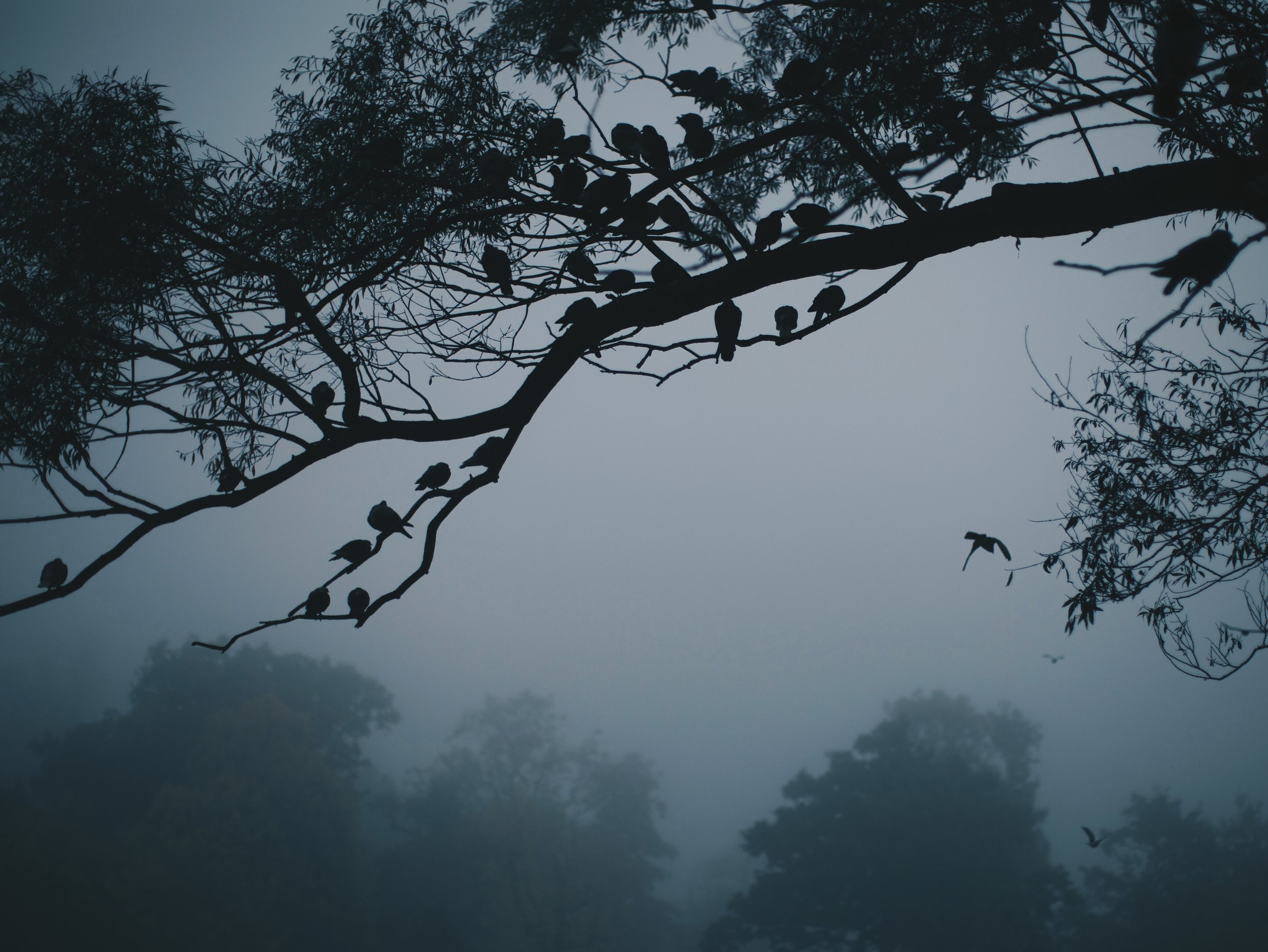 Pigeon tree