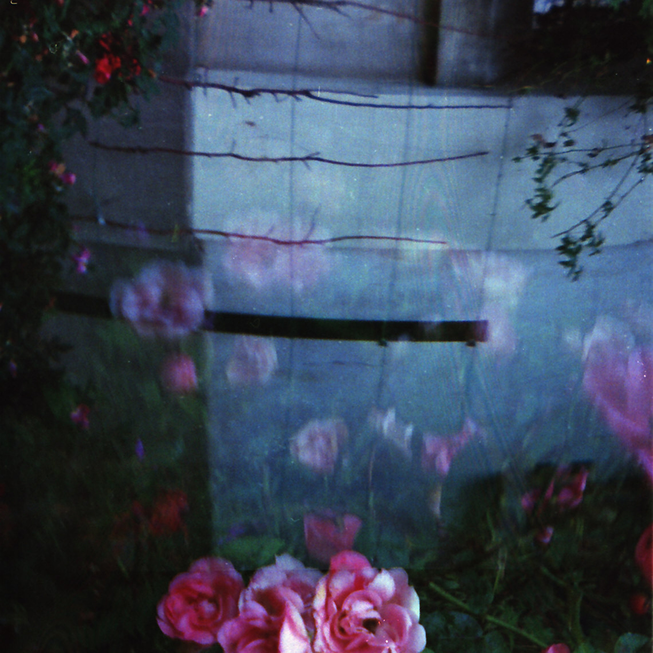 Graveyard rose