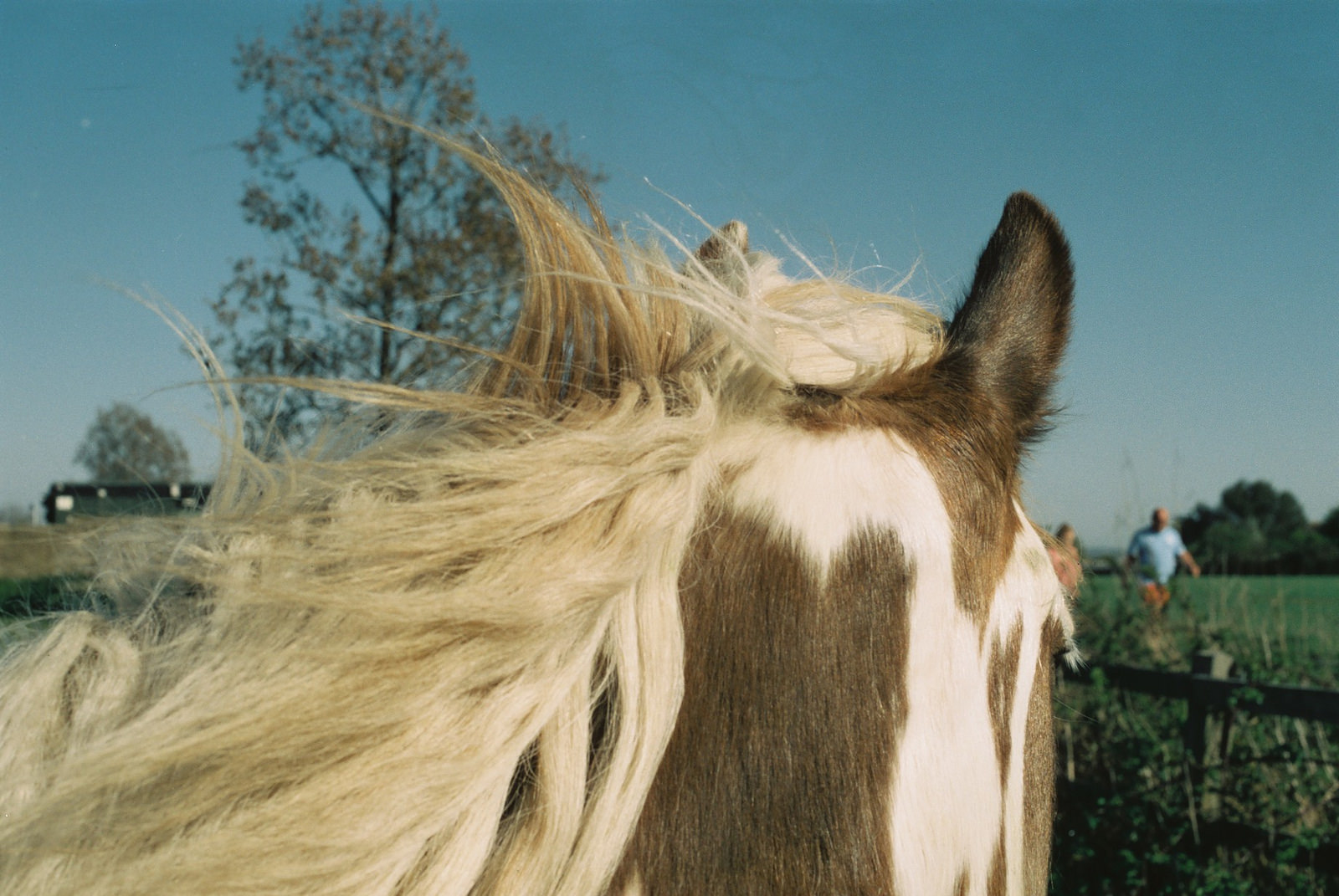 Pony, Kent
