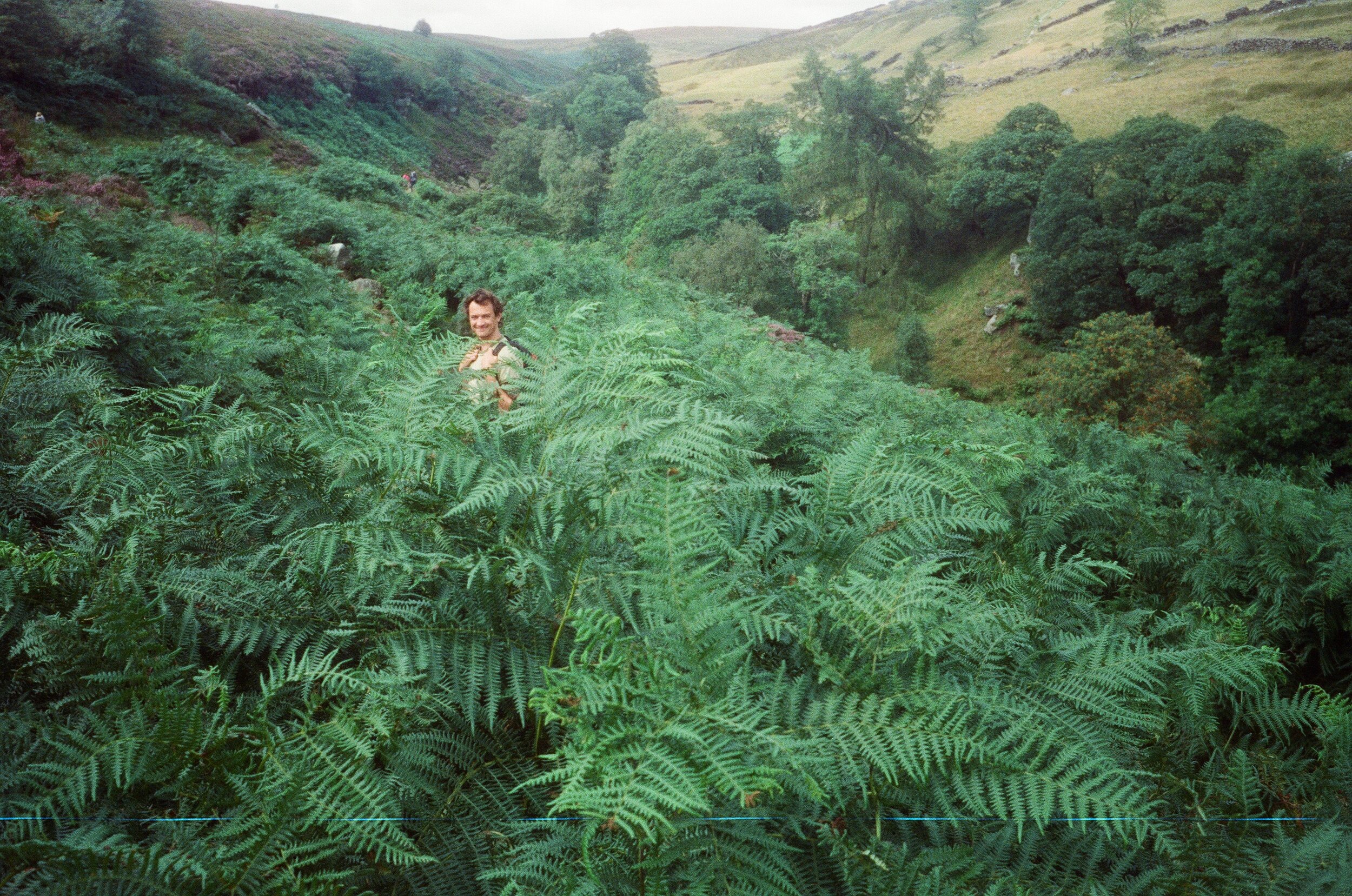 James in ferns, Yorkshire