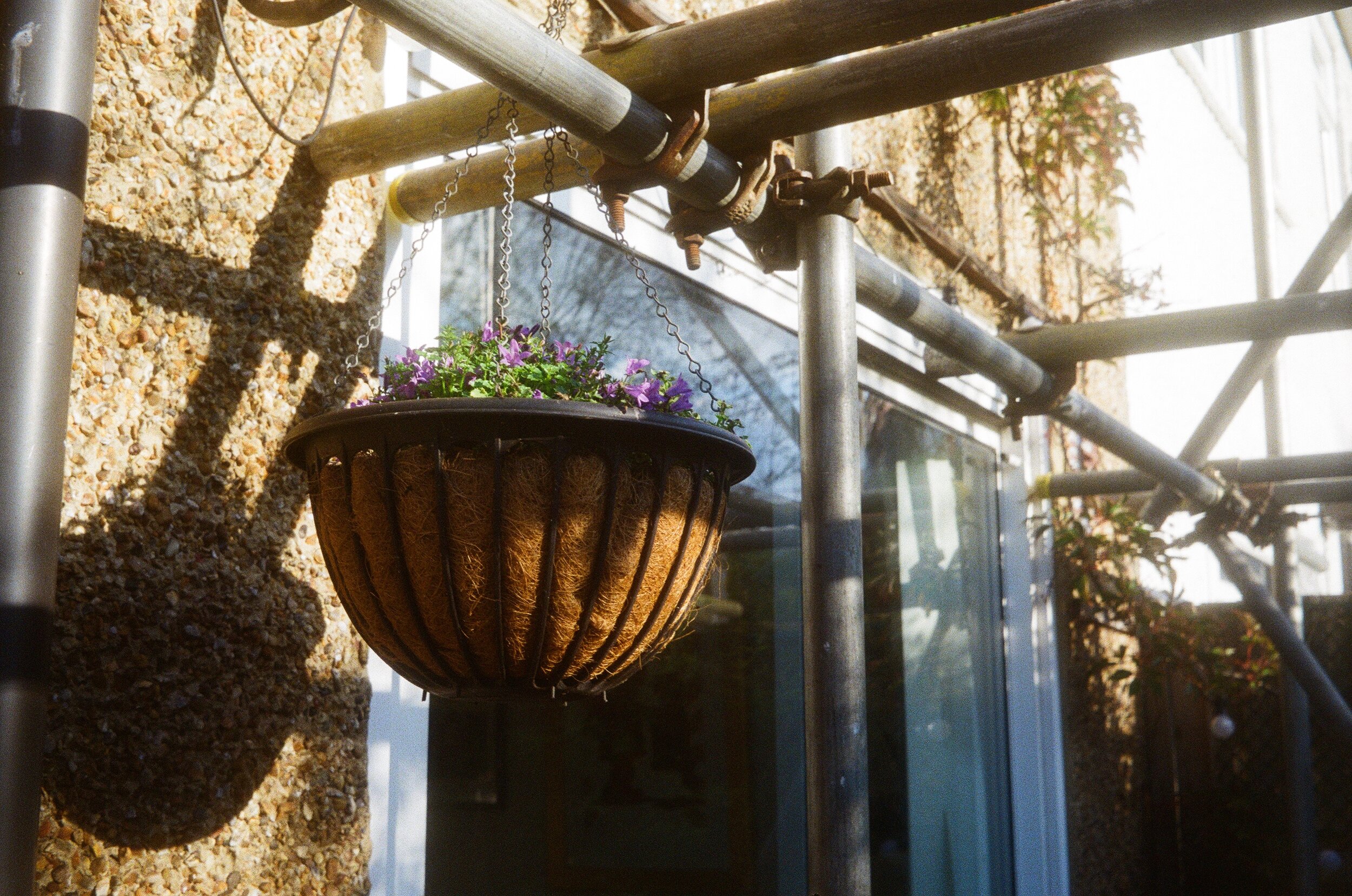 Roof in the rosemary