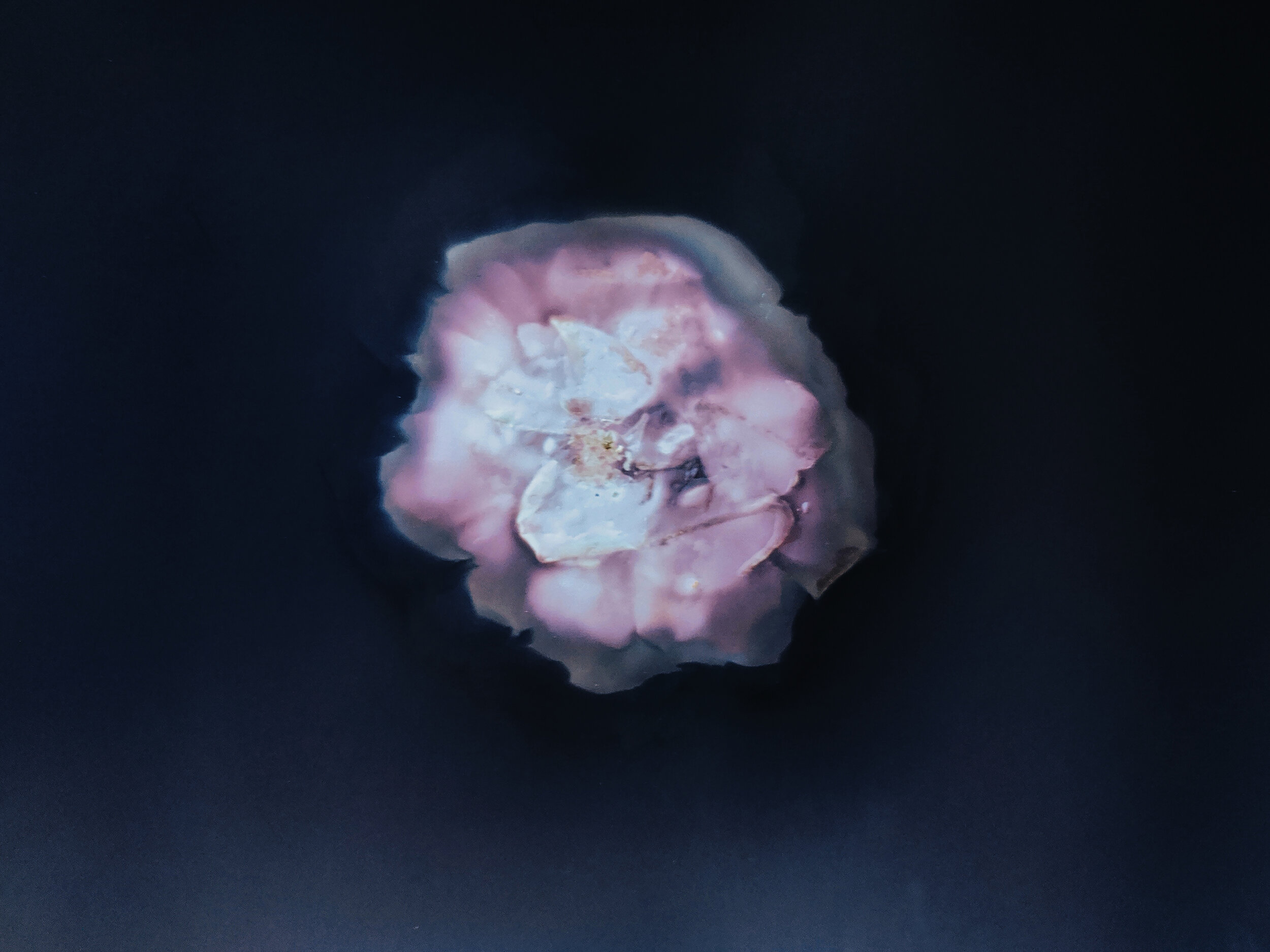 Cornelia rose lumen