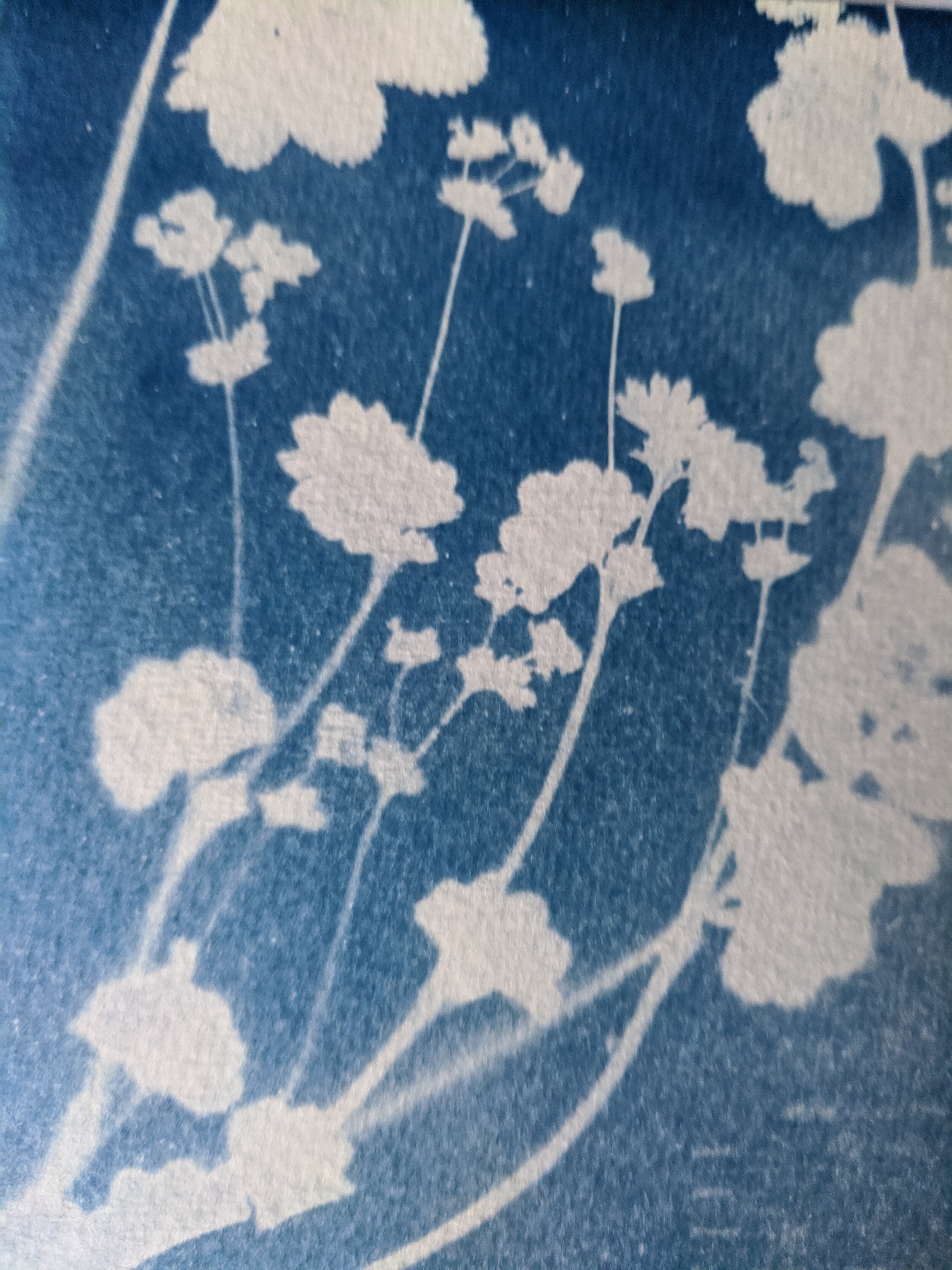 flowers cyanotype