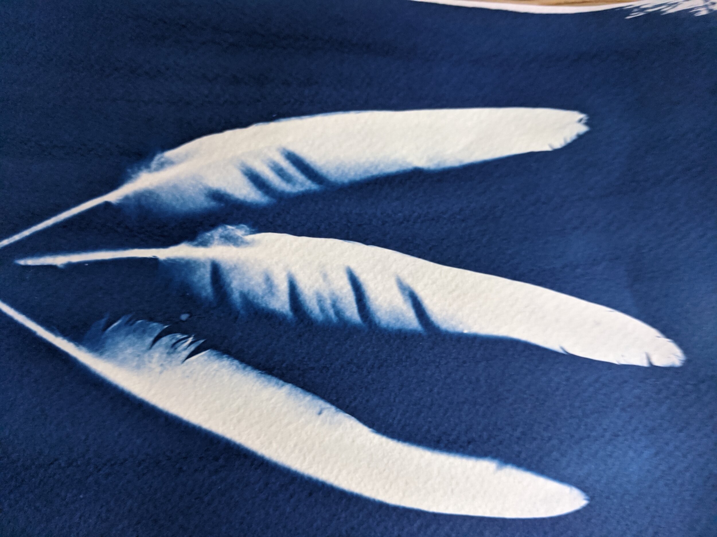 garden feathers, cyanotype