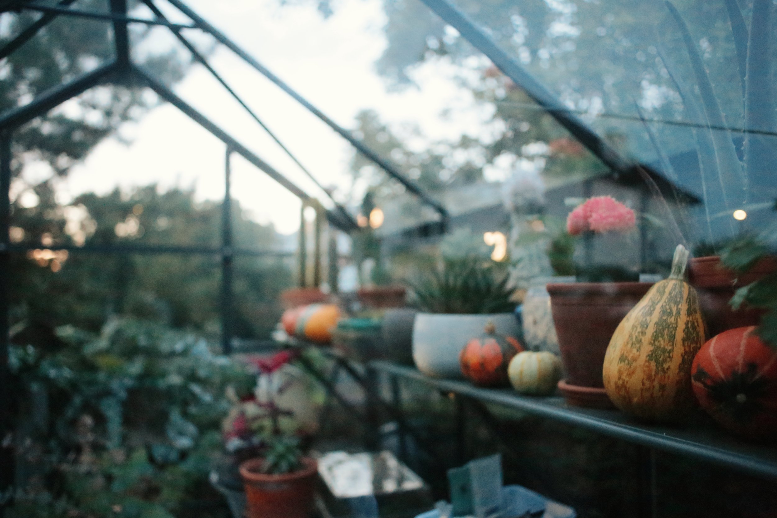  Greenhouse autumn, broken lens.  