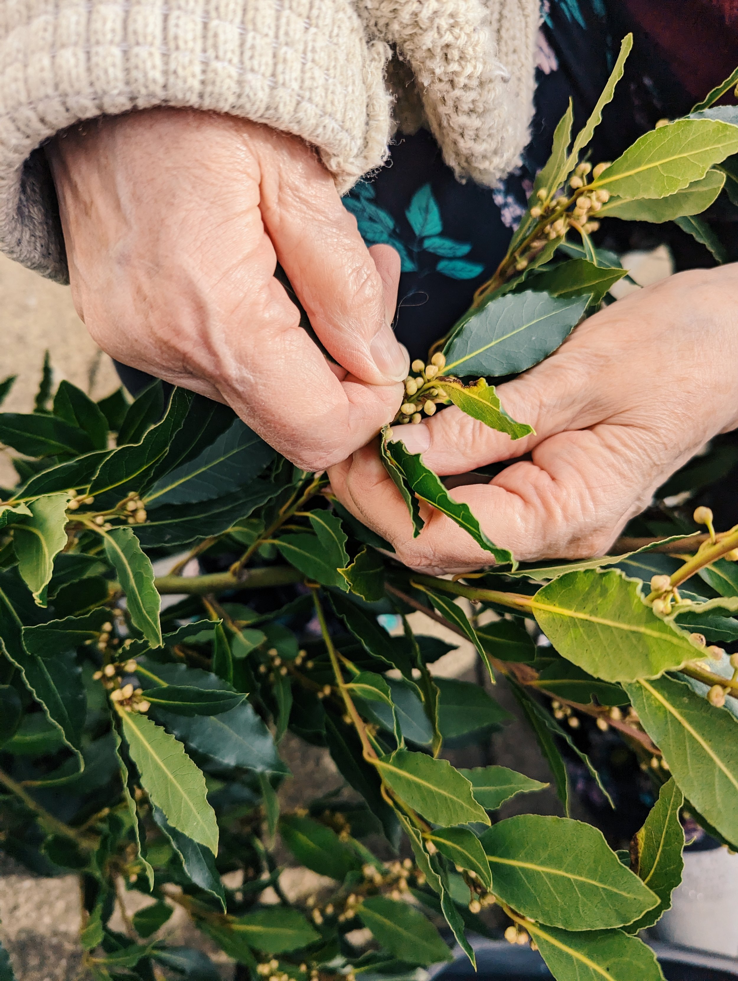  Mum and bay leaves 