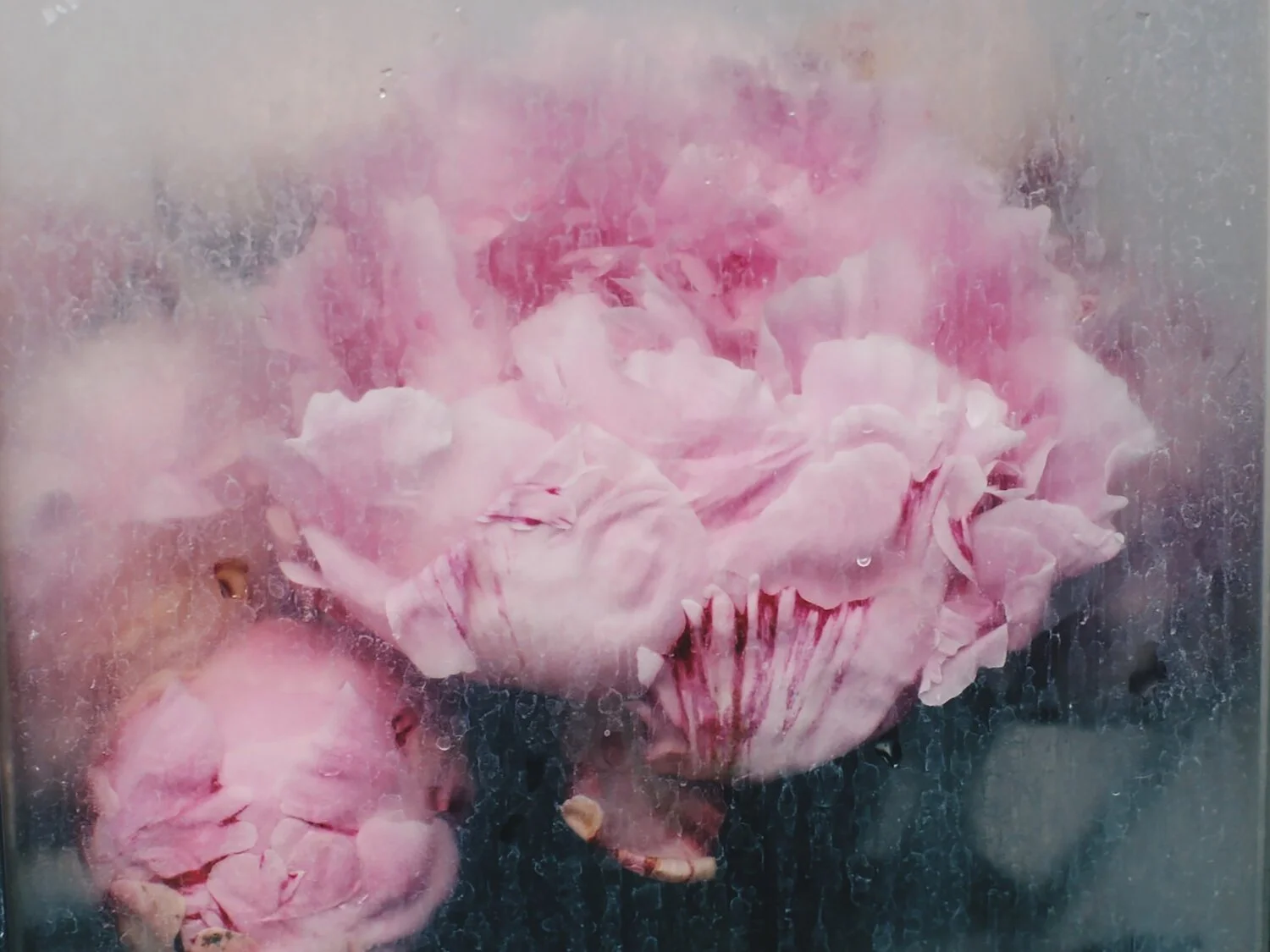 Peonies.jpg