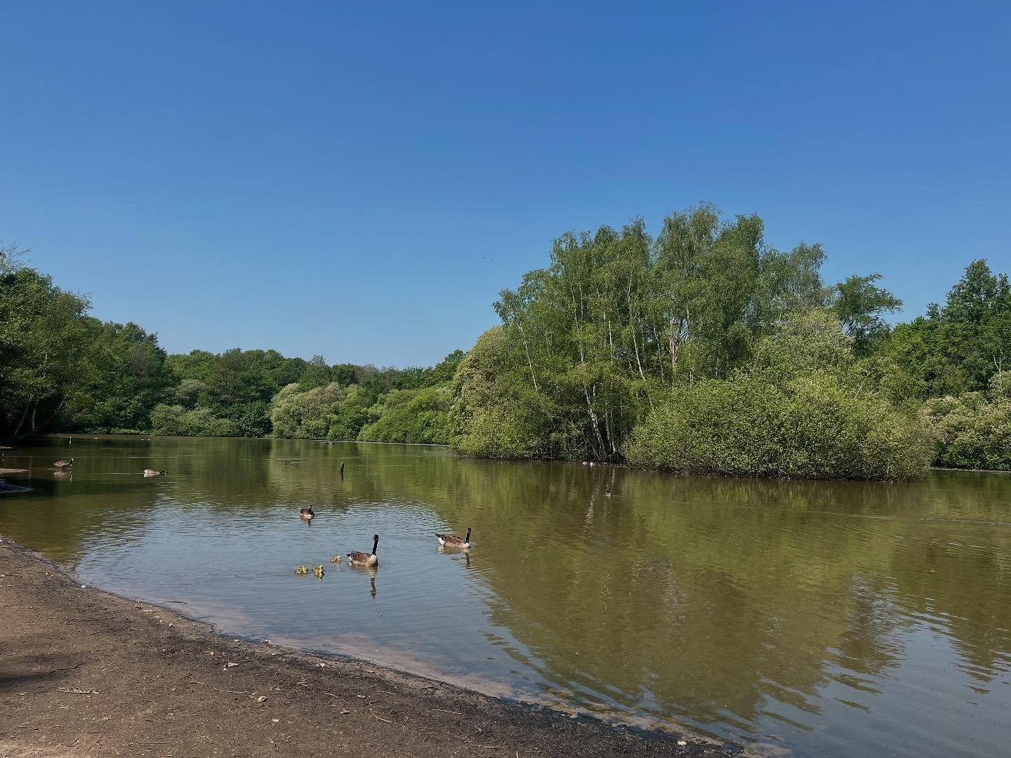 GOSLINGS!!! I&rsquo;ve been taking a photo here every month to track the changing seasons, and this is easily the most exciting one yet! 

Swipe through to see how the landscape has changed each month. The greenery, the water levels, and now&hellip;f