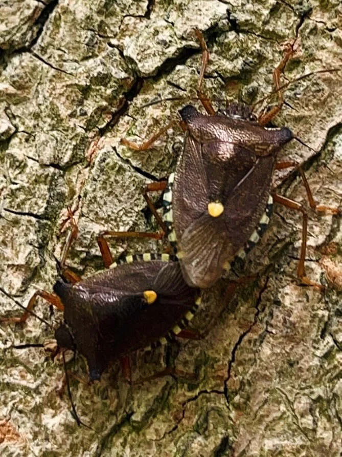 Training with me isn&rsquo;t always about reps and sets. Sometimes, during a rest break, it&rsquo;s about spotting cool little things in nature, like these two shield bugs blending into the tree&hellip; quietly doing their thing 😉

Rest breaks are s