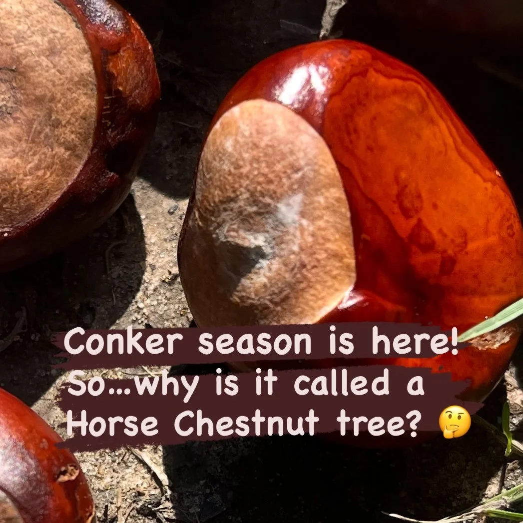 Conkers spotted during a personal training session today! Does anyone else still get a childlike grin when they spot their first one of the season?

To celebrate, here&rsquo;s a little nugget of conker trivia:

Conkers were once fed to horses to help