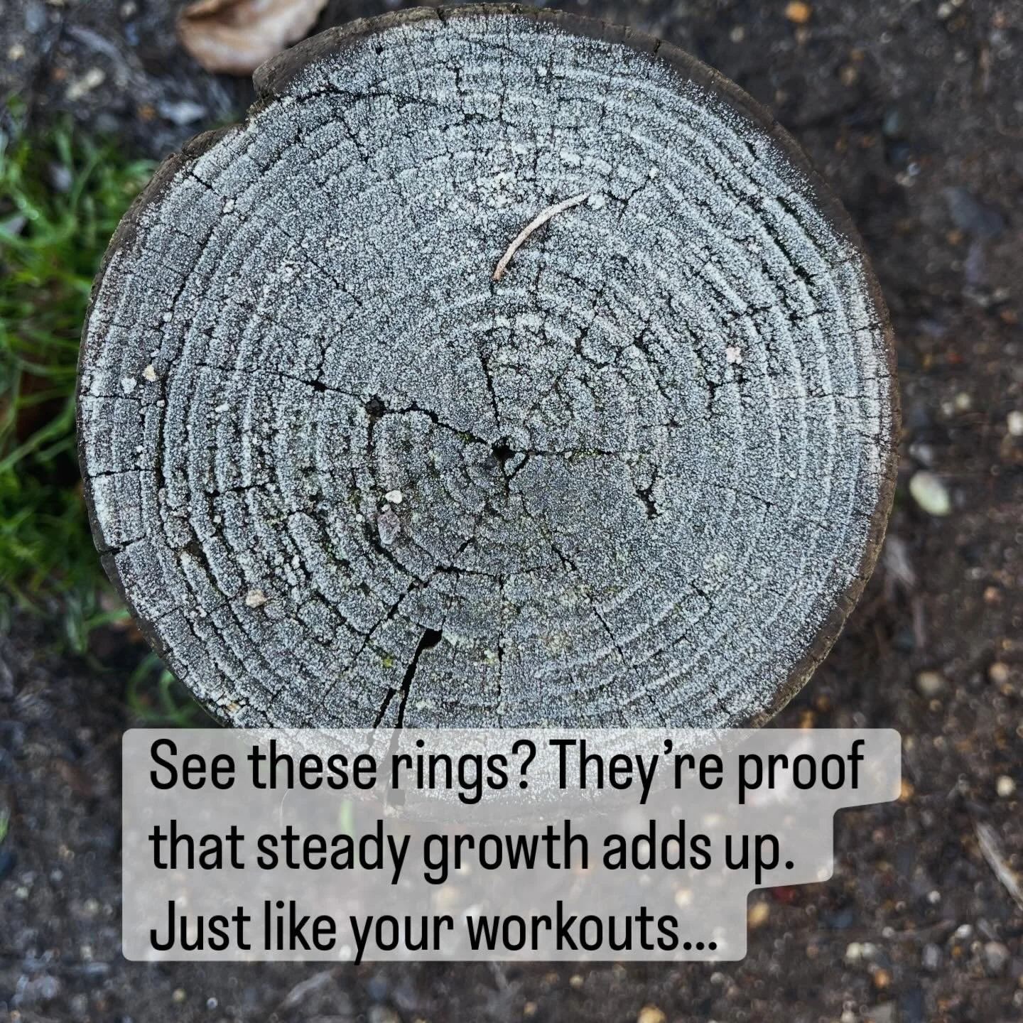 Love how last night&rsquo;s frost has highlighted all of the rings on this wooden post on #wimbledoncommon.

The rings aren&rsquo;t just lines in the wood, they&rsquo;re a tree&rsquo;s life story.

- - - 

Each ring marks 1 year of growth. Some are w