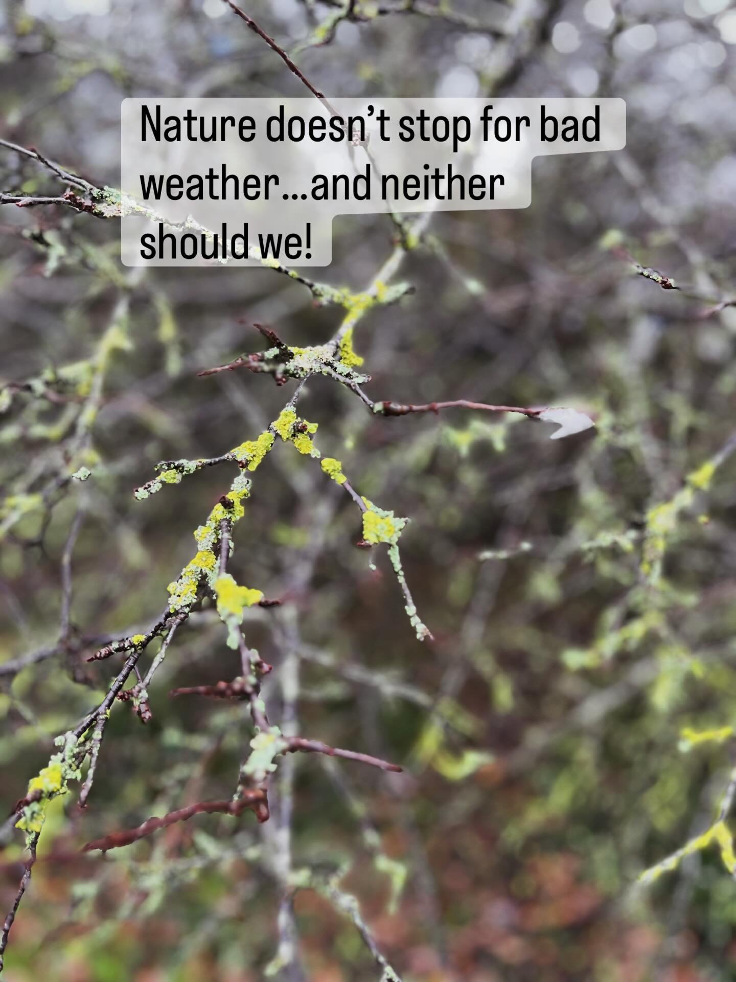 Grab your coat, it&rsquo;s time to go out! 

Look for lichen on branches and moss brightening the bark - tiny signs of resilience thriving in the heart of winter.

Even on cold, wet days like today, fresh air and a bit of exercise will wake your body