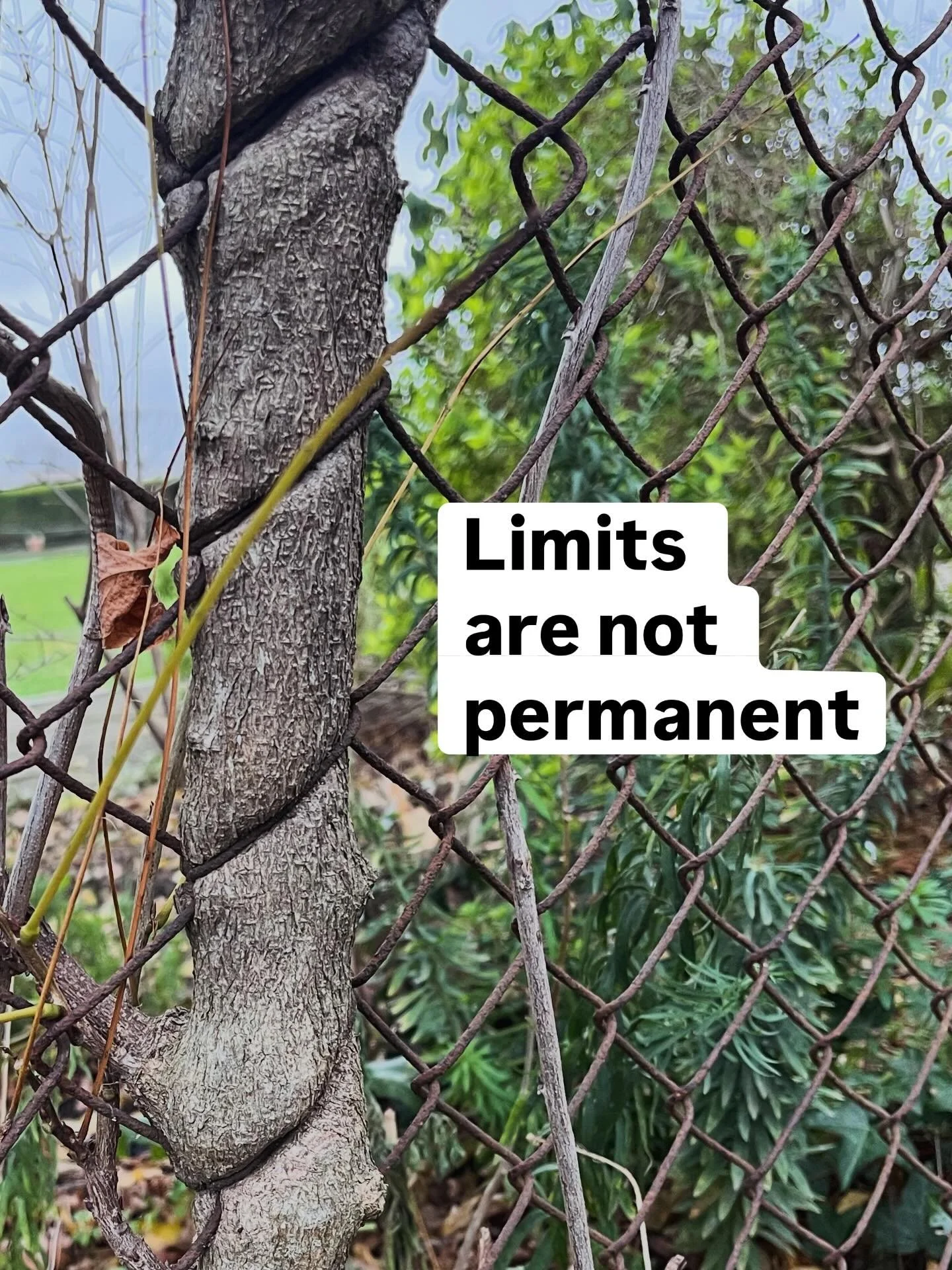 Whenever I walk past this tree, it always makes me think.

Humans build fences and call them limits. Just like the limits we put on our health and fitness. Injury, doubt, age, bad habits, and old labels. At one point, they might feel permanent, stron