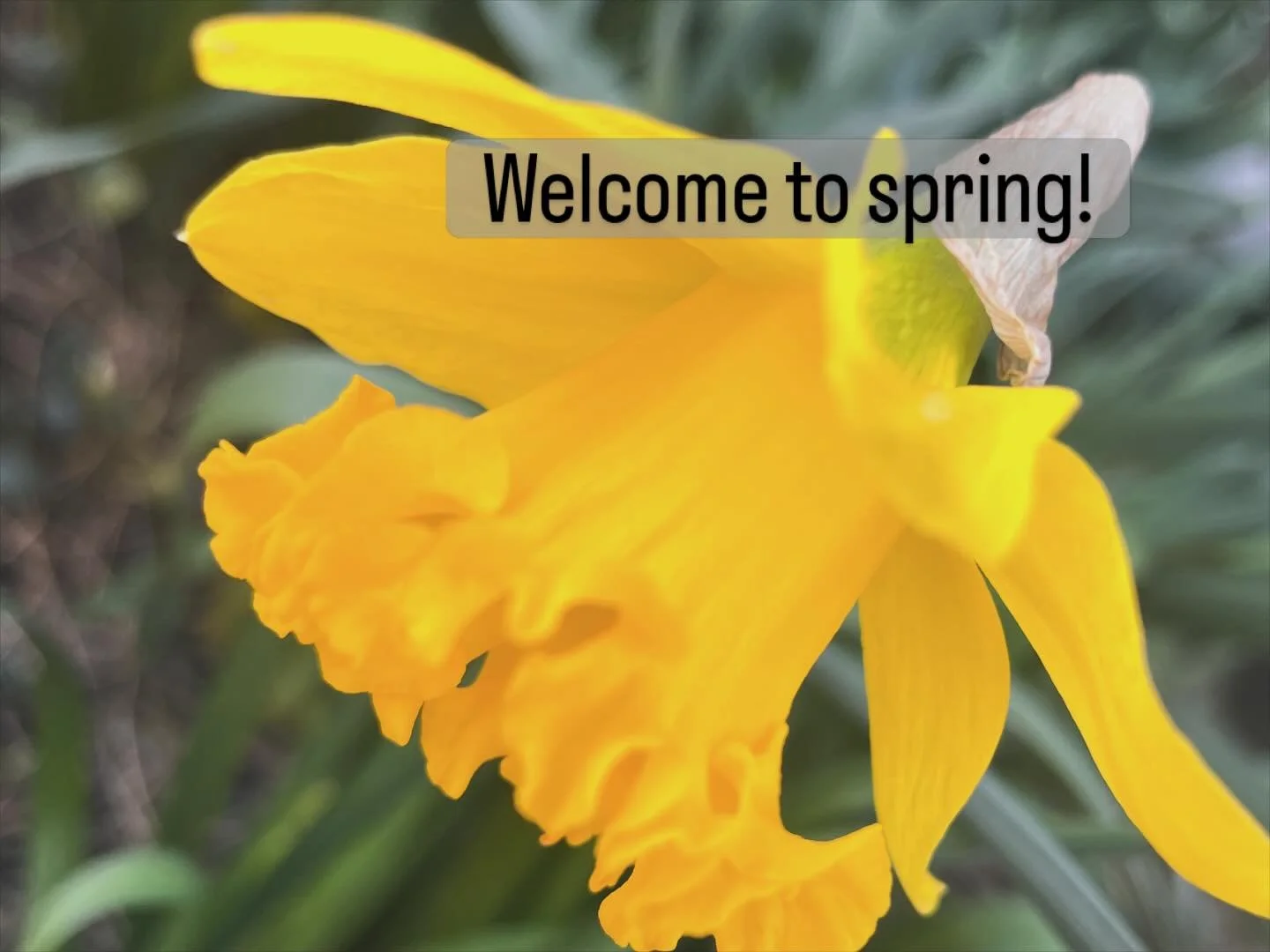 Alright team, meteorological spring is almost here! 🌱

From 1 March to 31 May, it&rsquo;s officially spring in the UK. At least according to the meteorological calendar (unlike astronomical spring which is based on the Earth&rsquo;s position around 