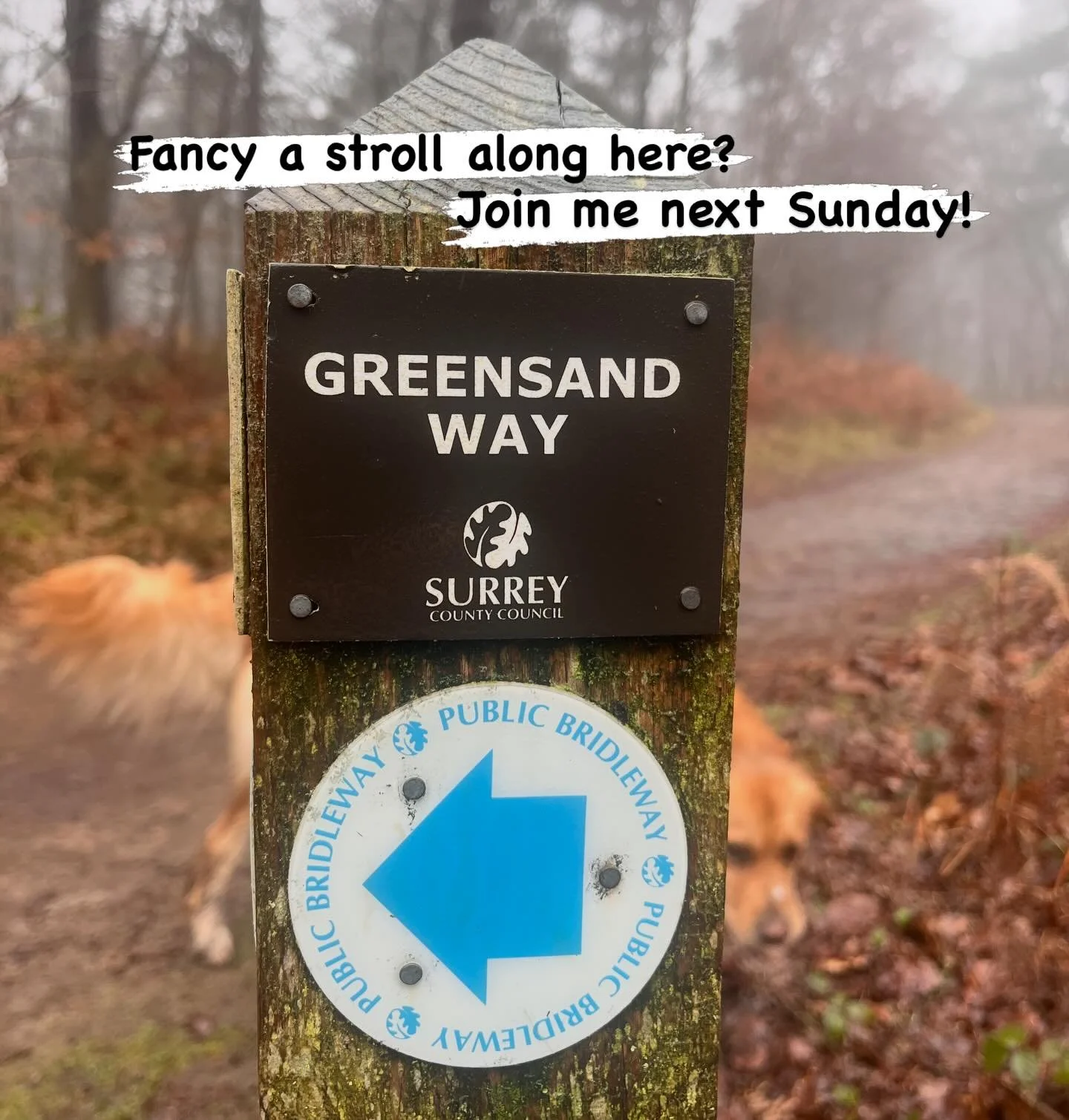 Next Sunday our walk takes us along a section of the Greensand Way, a beautiful 108 mile long-distance trail that winds along the Greensand Ridge across Surrey and Kent. 

The ridge is made of ancient sandstone, and gets its name from the green tinte