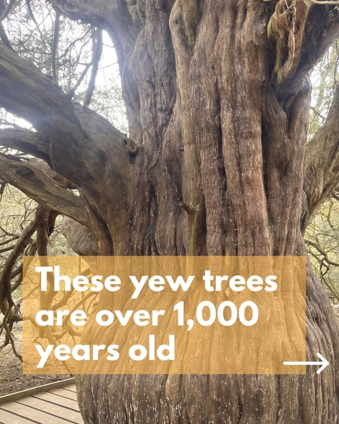 Come and explore these ancient yew trees with me on 26 April!

🥾What: An adventurous, hilly walk packed with interesting sights including these ancient yew trees, stunning hilltop views, and St Martha&rsquo;s Church and the Silent Pool.

📆 When: Su