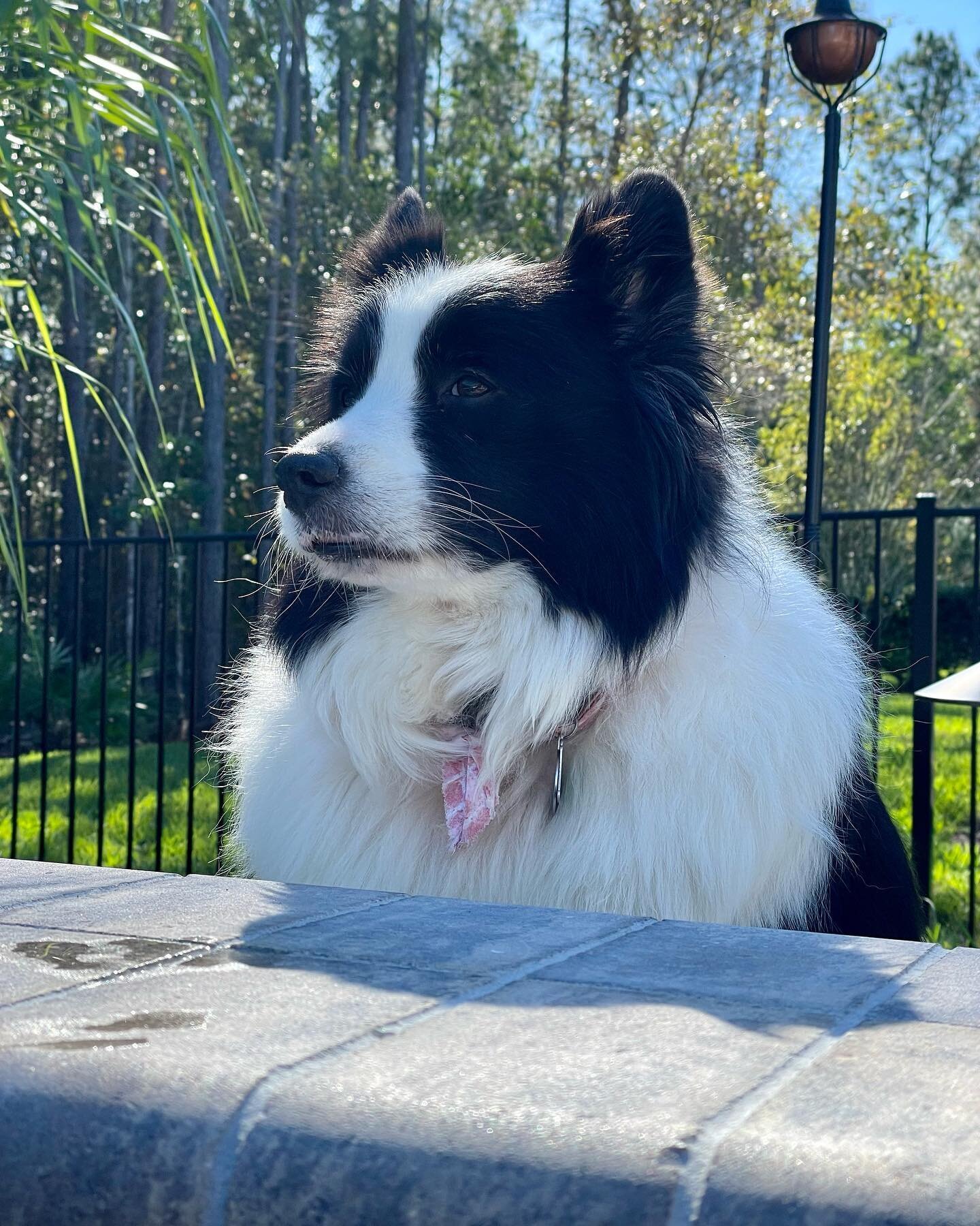 So regal (she was trying not to make eye contact with me). #bordercollie