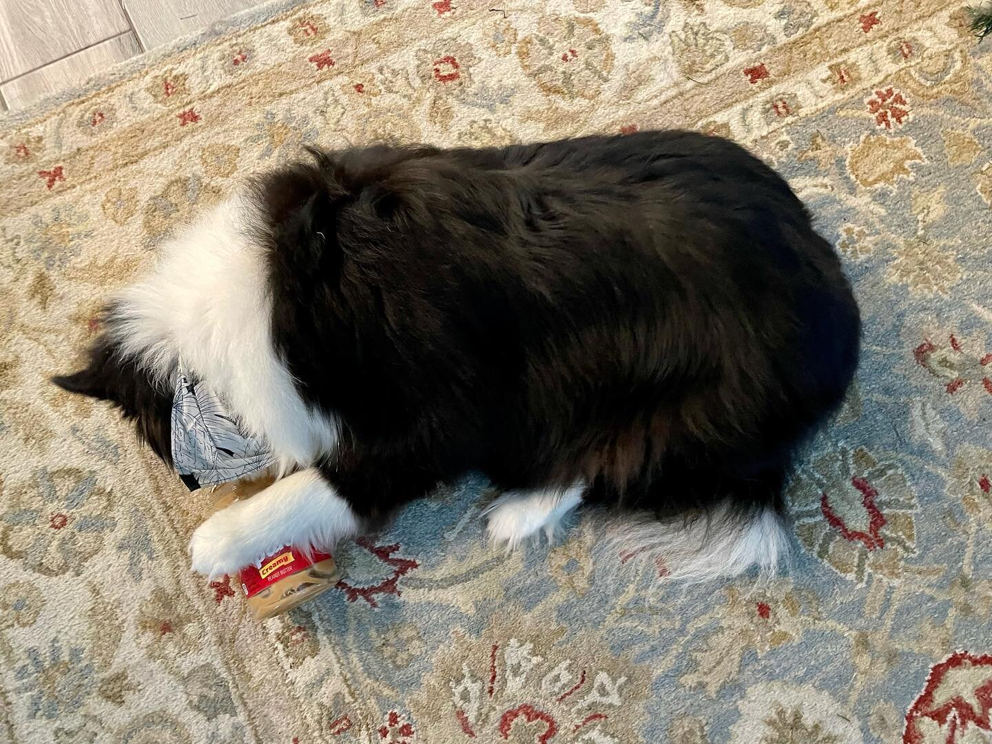 Have you ever just curled up with a jar of peanut better?  #bordercollie
