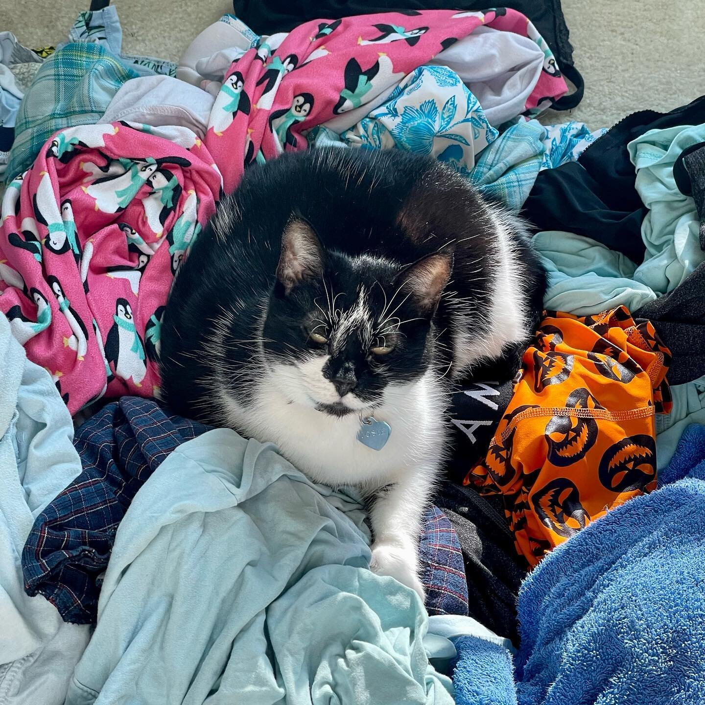 When it&rsquo;s laundry day, and you have a cat.