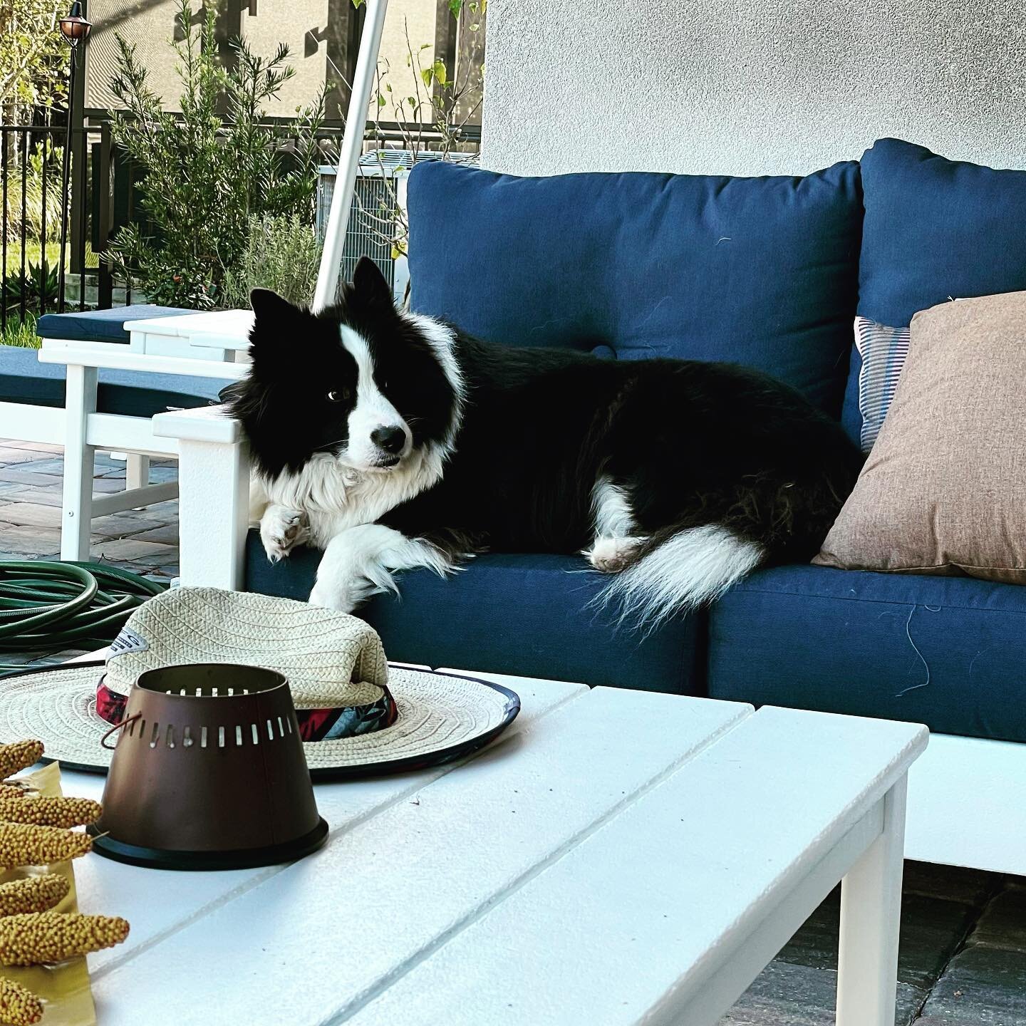 Sadie chilling out on the patio.  She loves it back here.  #bordercollie #dog