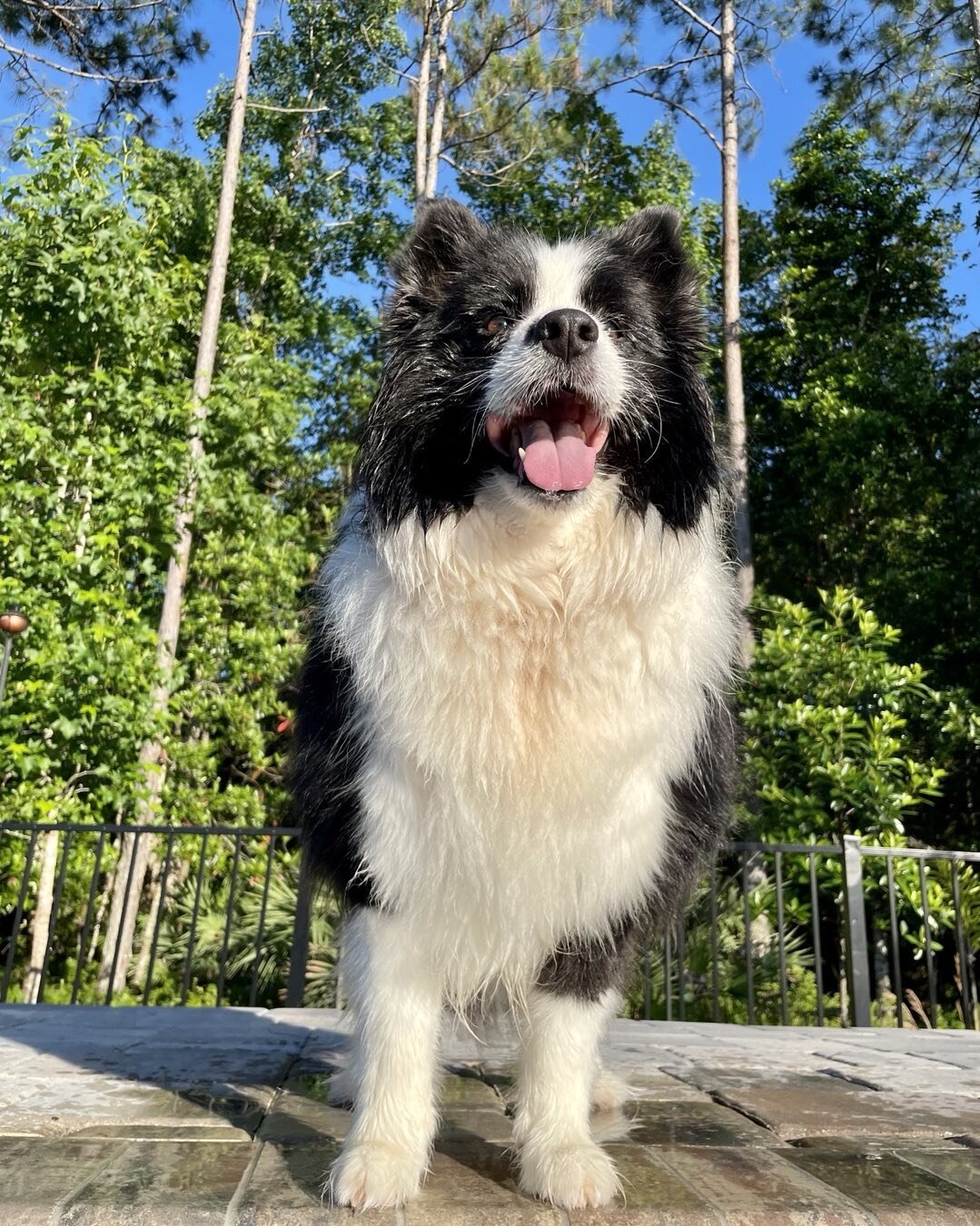 She sure does love the pool!  #bordercollie #dog #swinmer