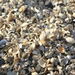 field trip shells web .jpg