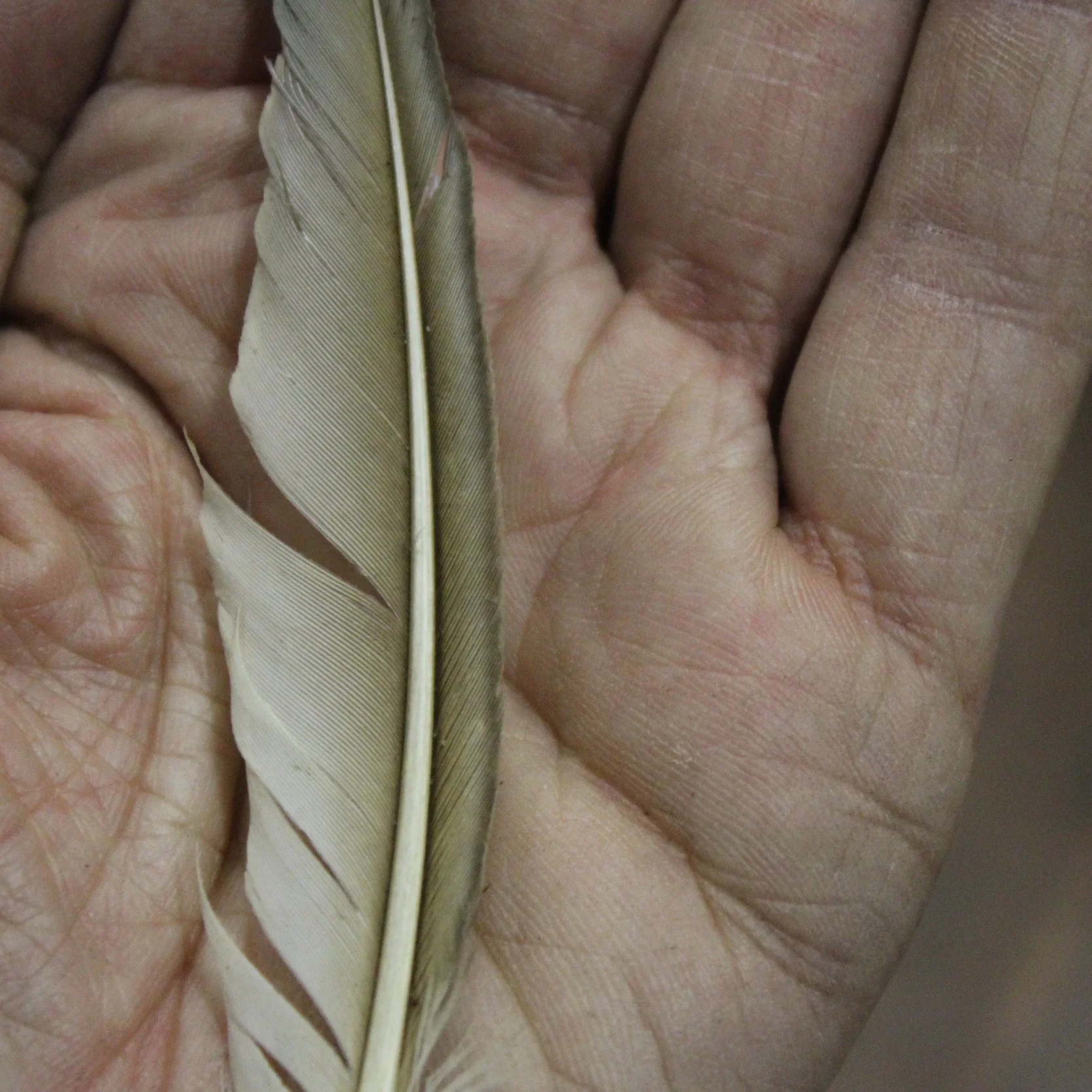 feather2.jpg