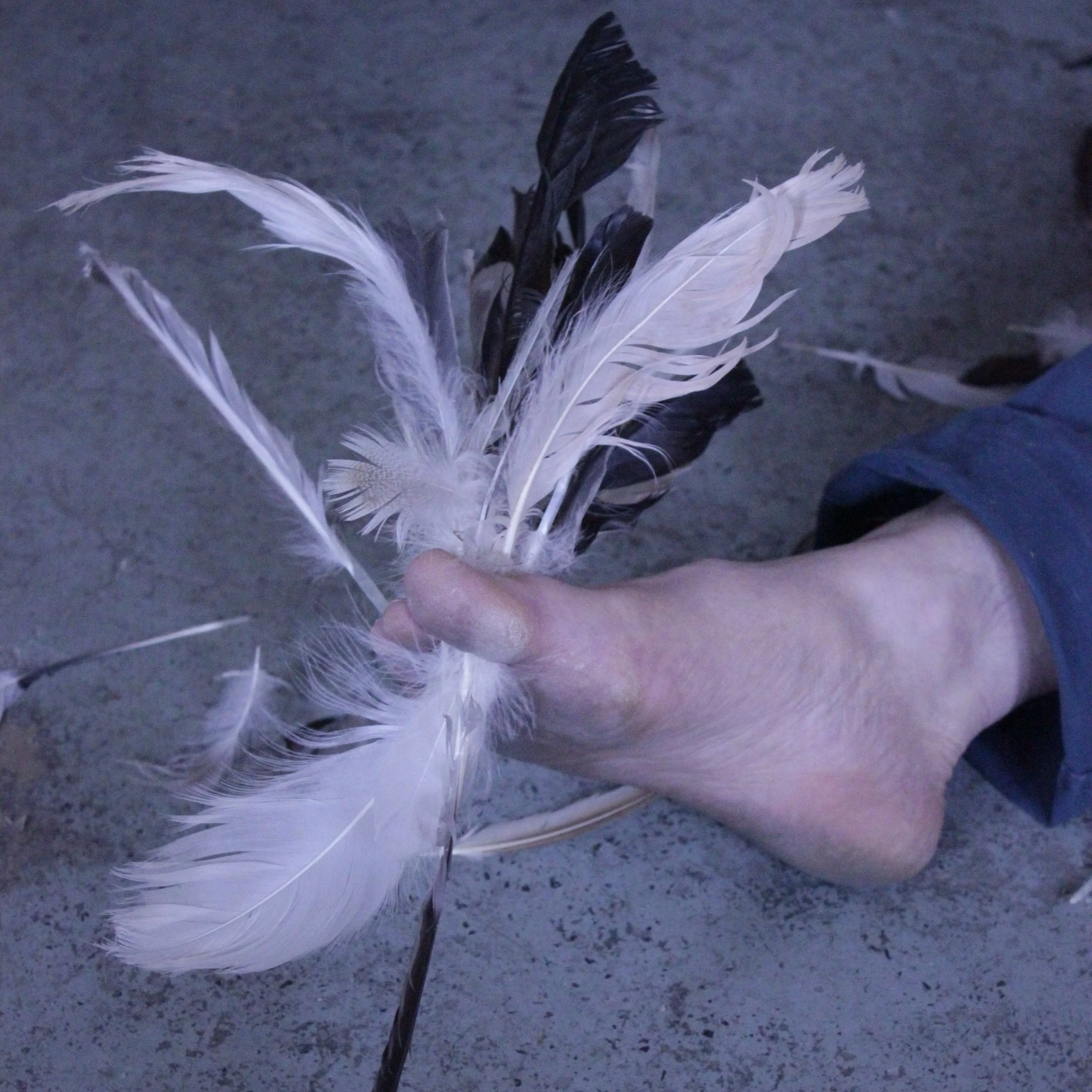 feather2.jpg