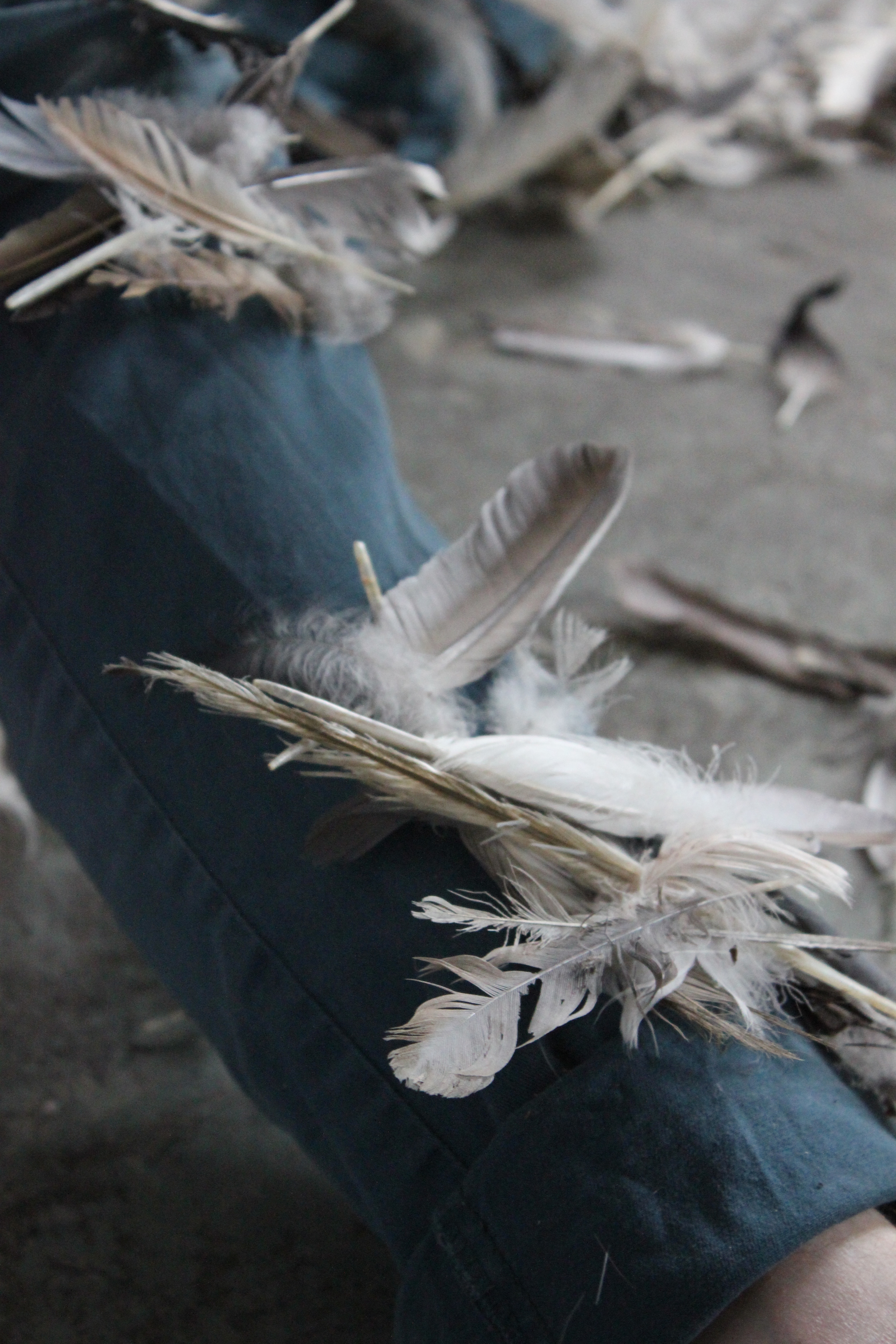 feathering 8.jpg
