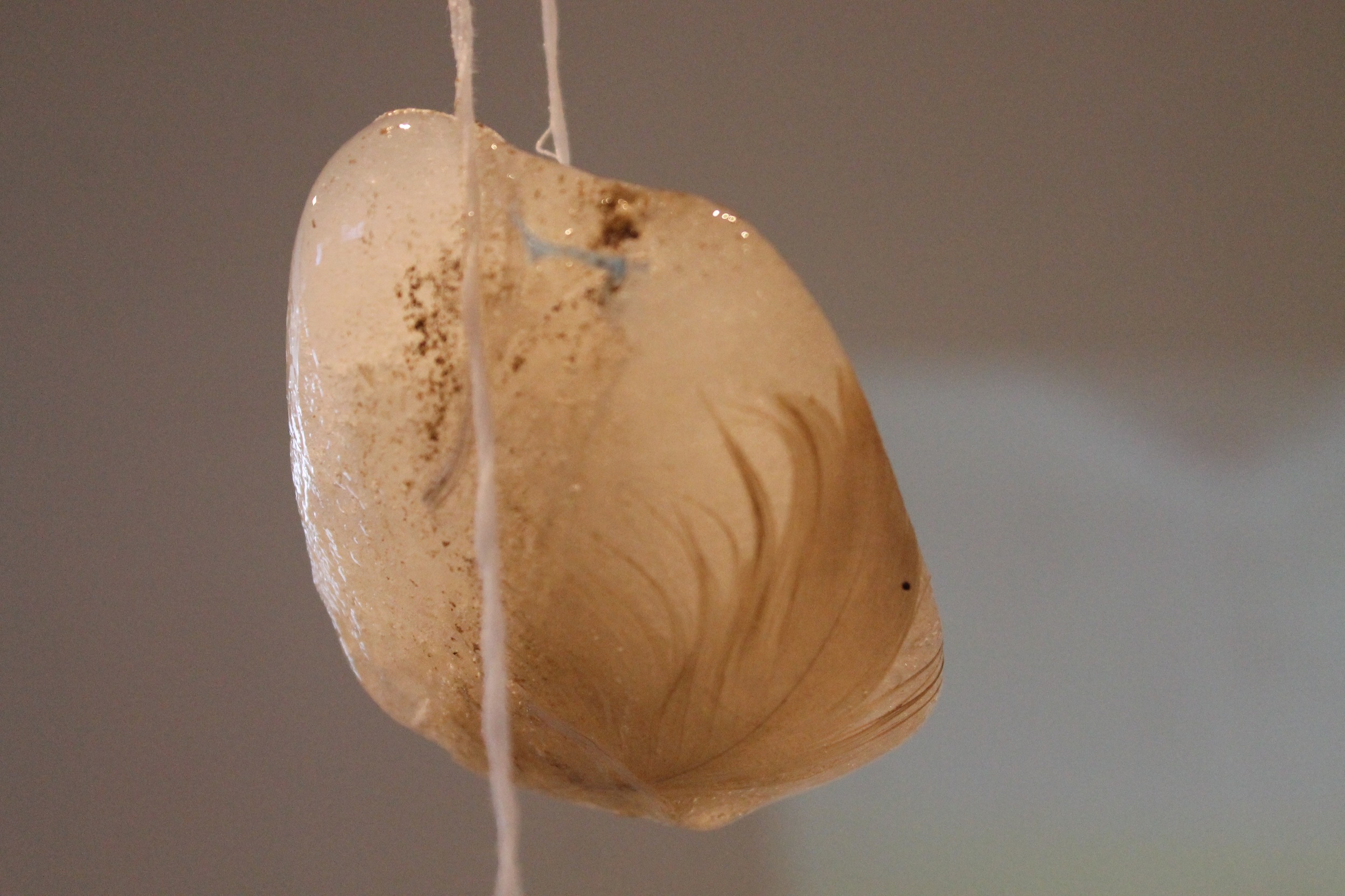 Detail: frozen Thames river water, feather