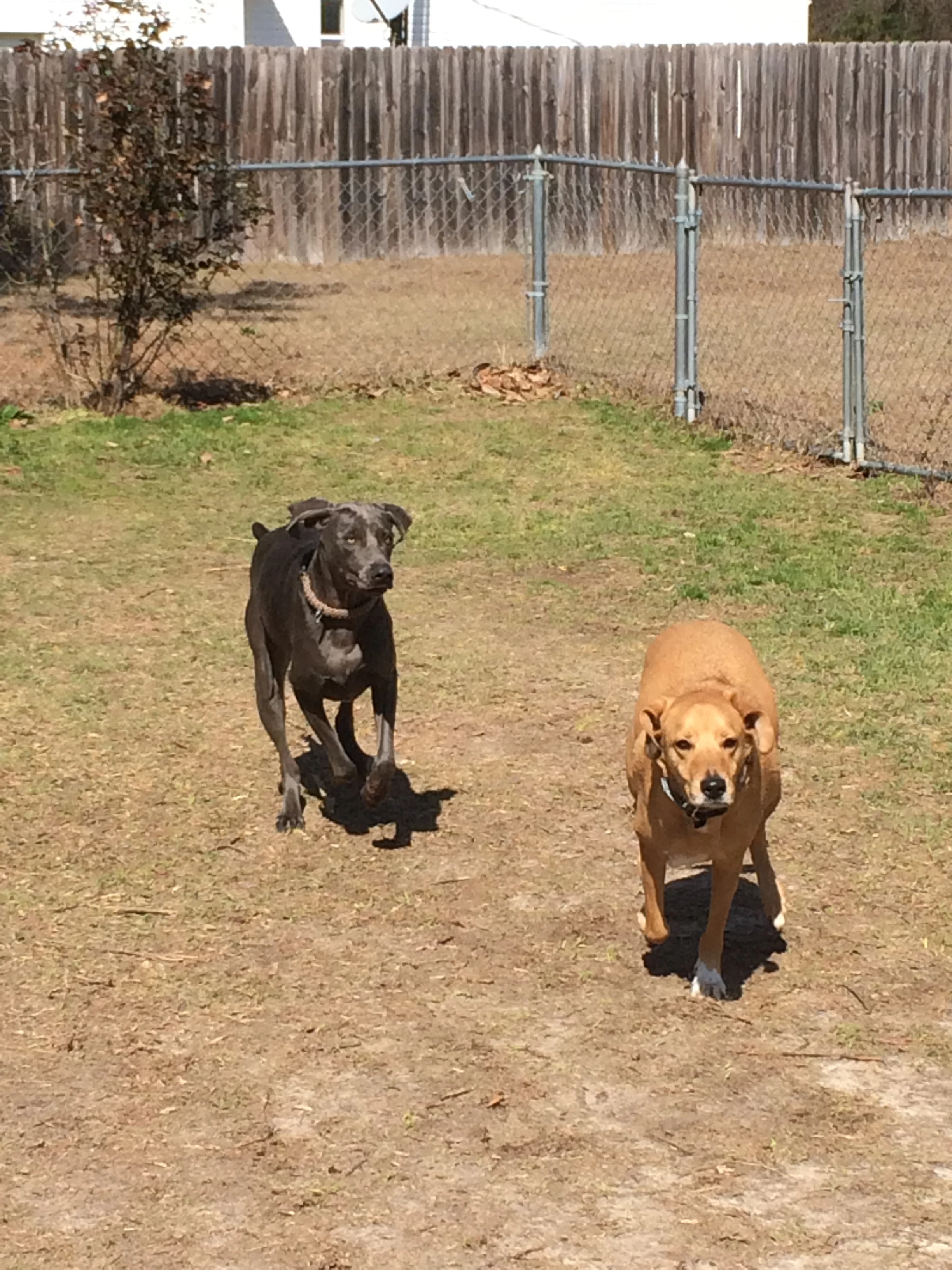 waggin tails dog boarding