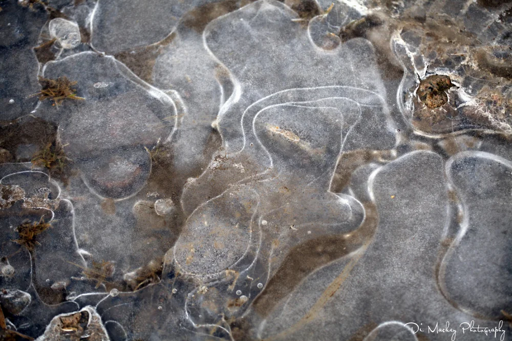 A little bit of Ice while out walking ... 