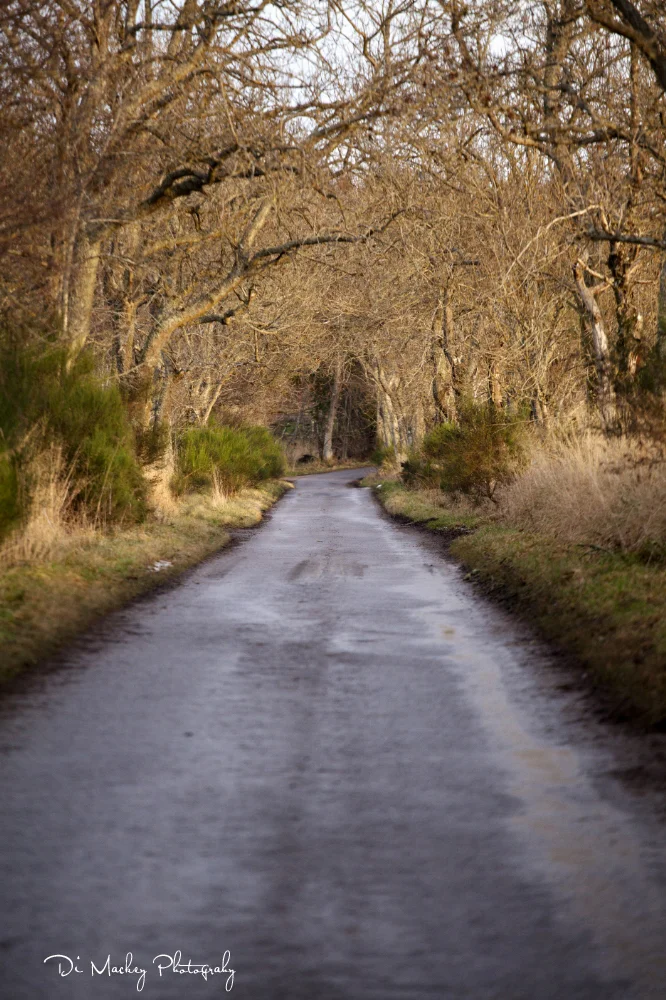 The roads we're walking. The air is clear, if cold. The scenery, winter but still beautiful. And quiet ... so very.