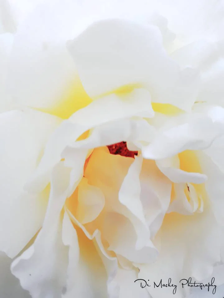 a rose, dad's garden.jpg