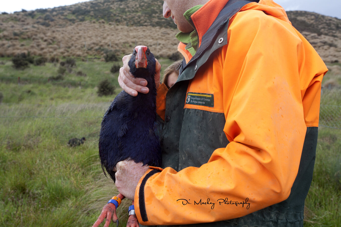 Takahe Release i, 2019.jpg