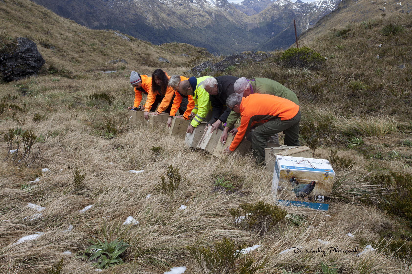 Takahe Release iii, 2019.jpg