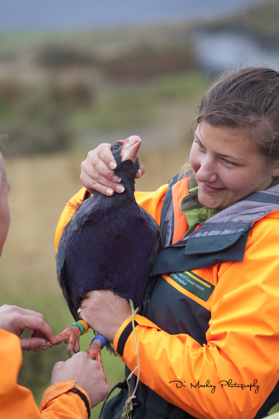 Takahe Release, 2019.jpg