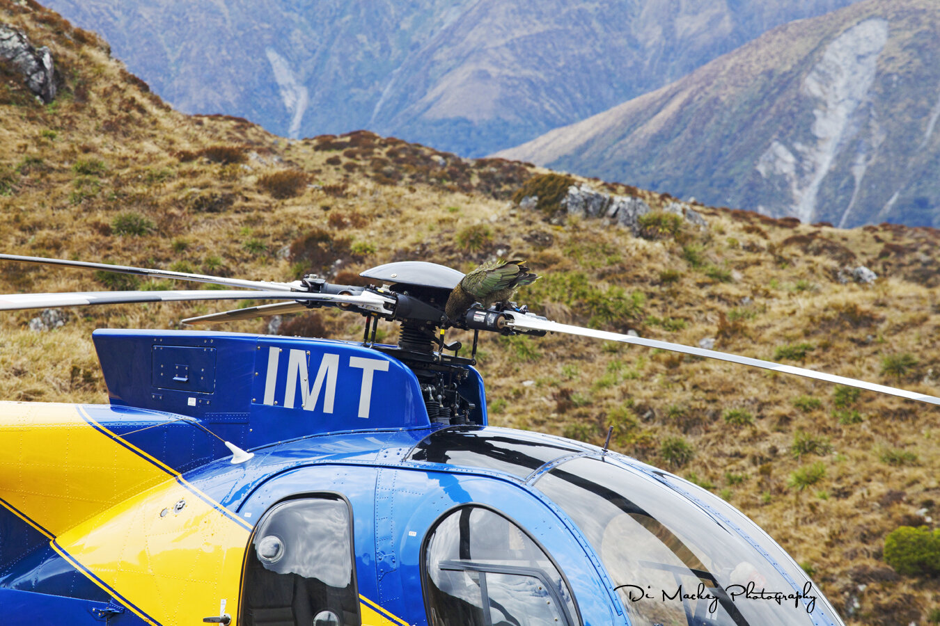 Kea at Work, the Murchison Mountains, 2019.jpg