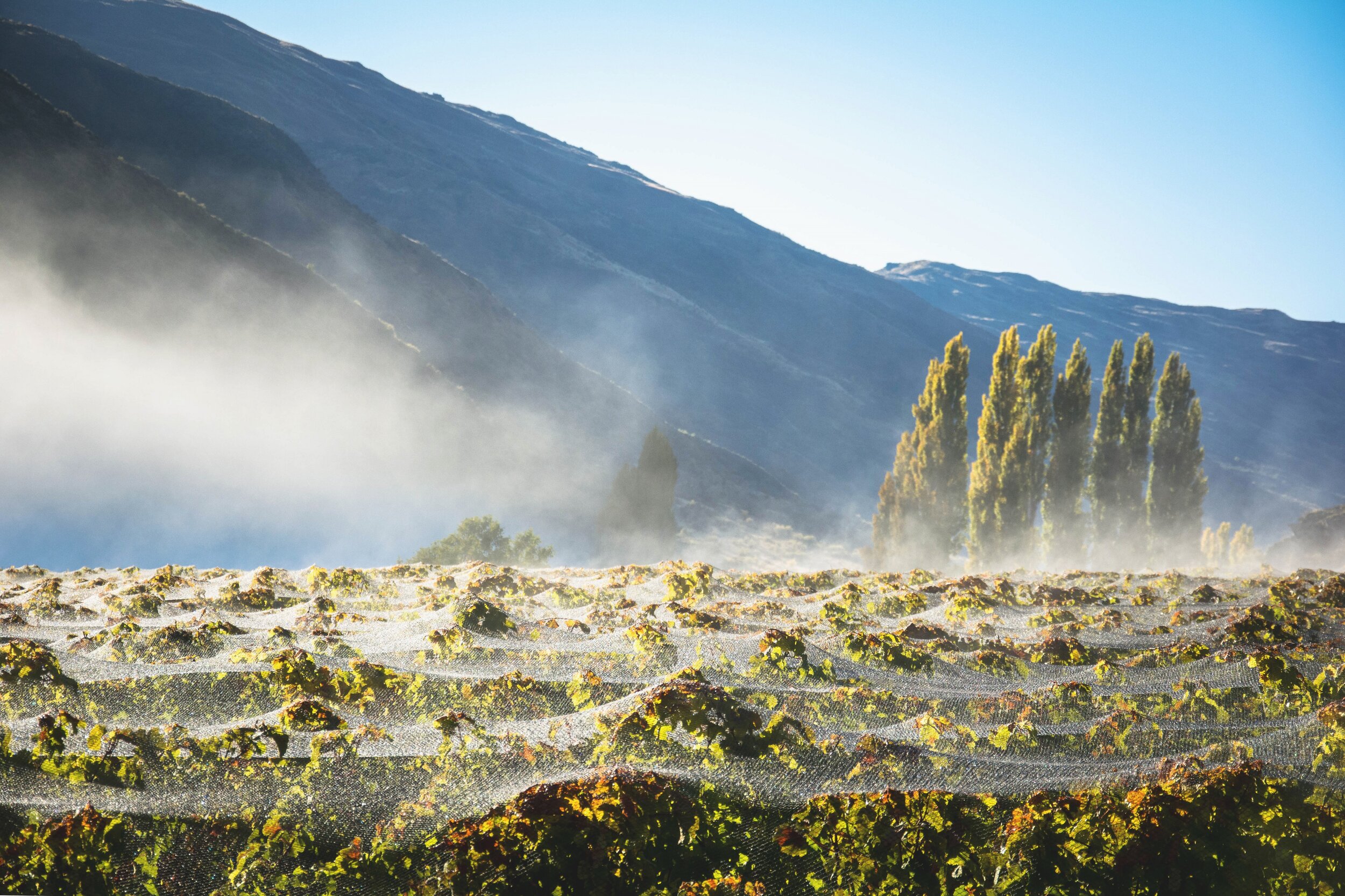 Gibbston Valley Lodge and Spa - Early Morning Mist on the Vines.jpg