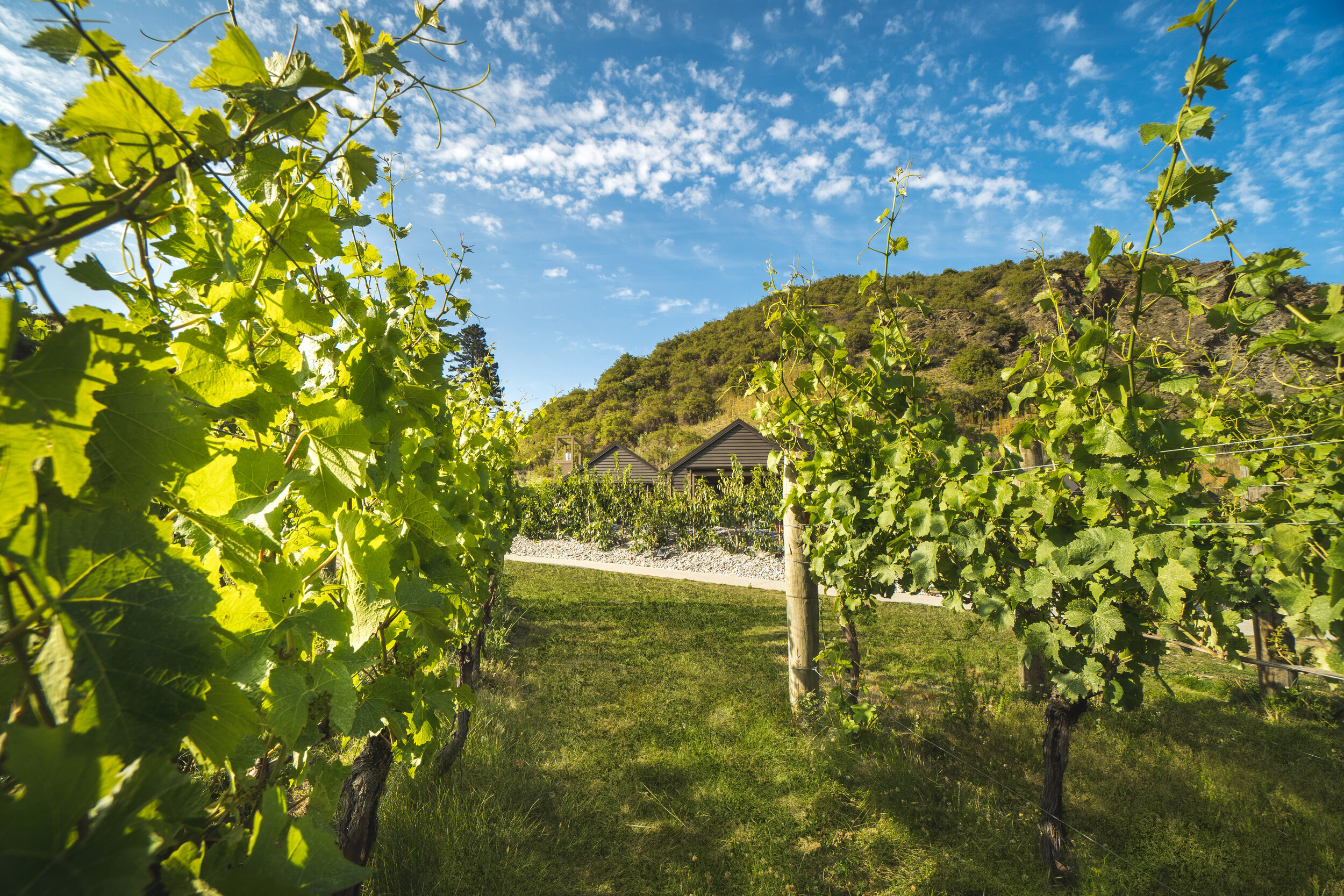 Gibbston Valley Lodge and Spa - Villas through the Vines.jpg