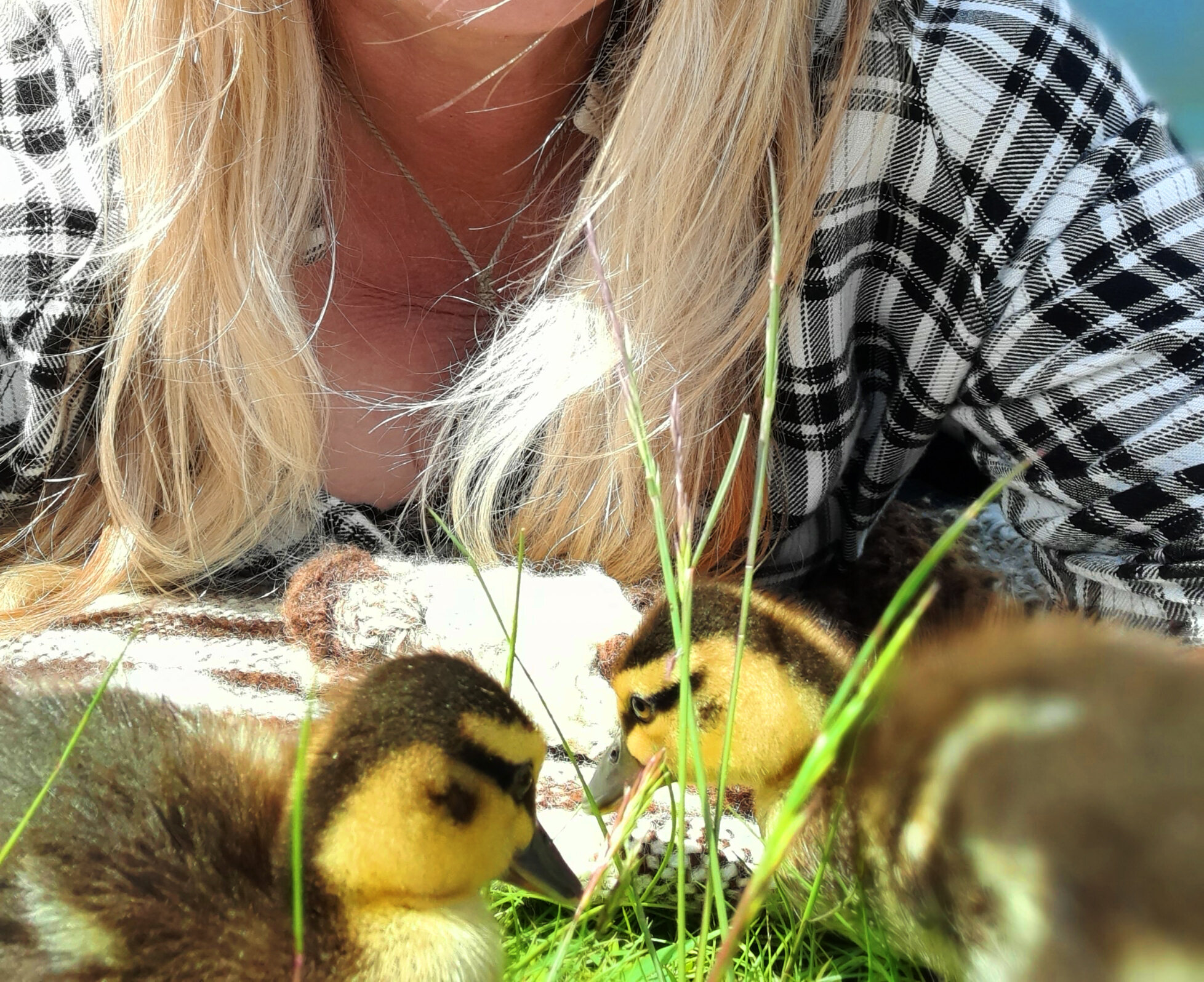 Duckling friends.jpg