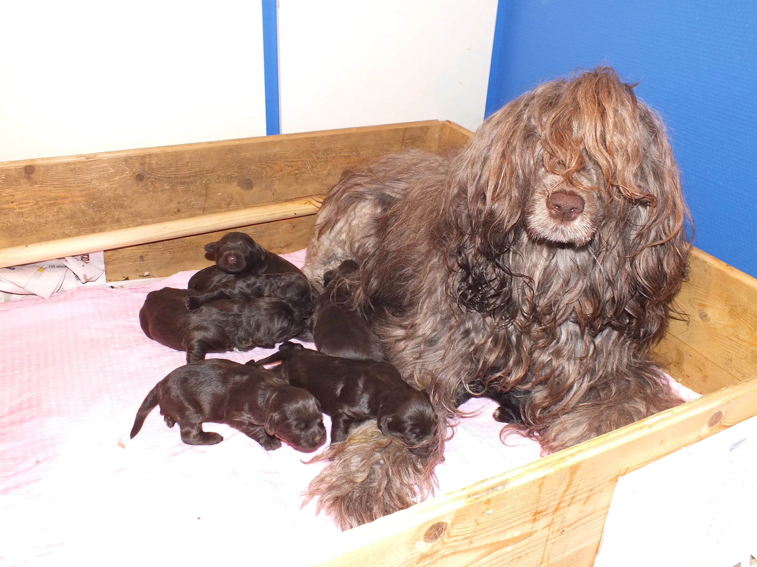 basse og A valper 108.jpg